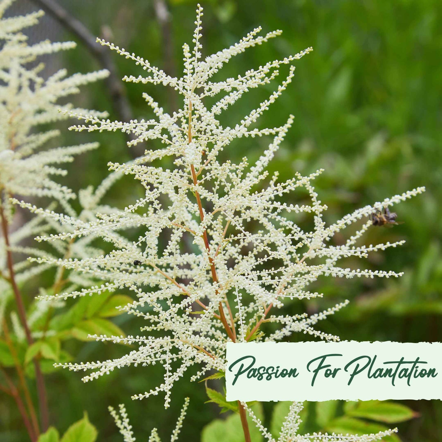 Aruncus Noble Spirits Seeds (Aethusifolius Noble Spirits)