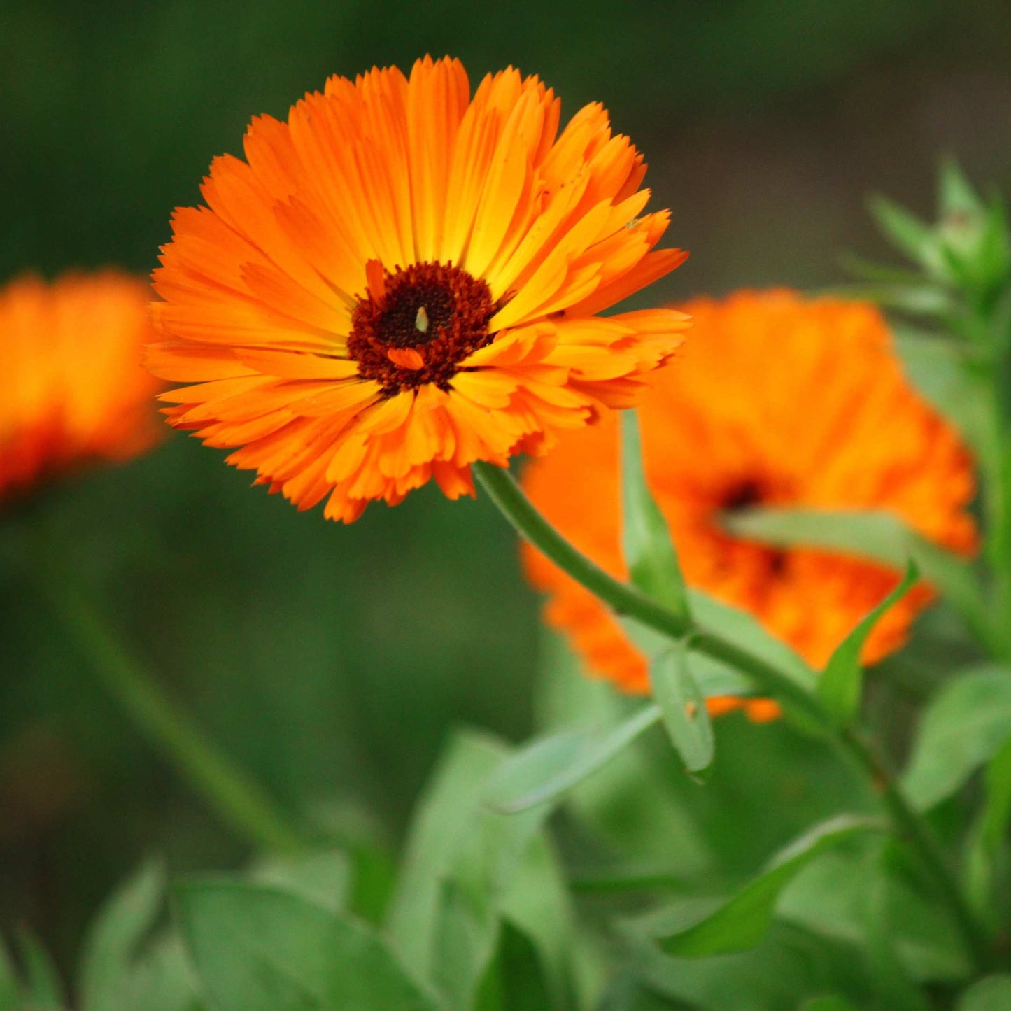50Pcs Gerbera Daisy Flower Seeds Pack