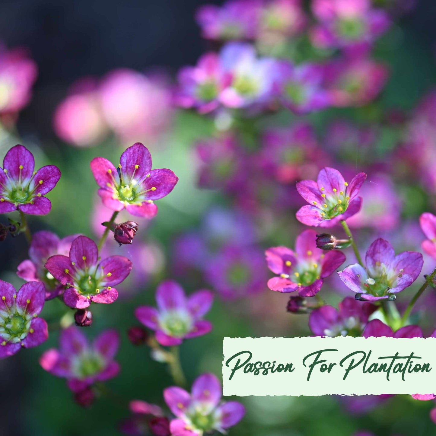 100Pcs Saxifraga Rose Robe Flower Seeds