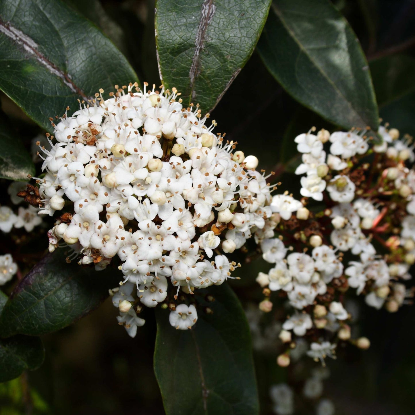 20Pcs Viburnum Trilobum Seeds