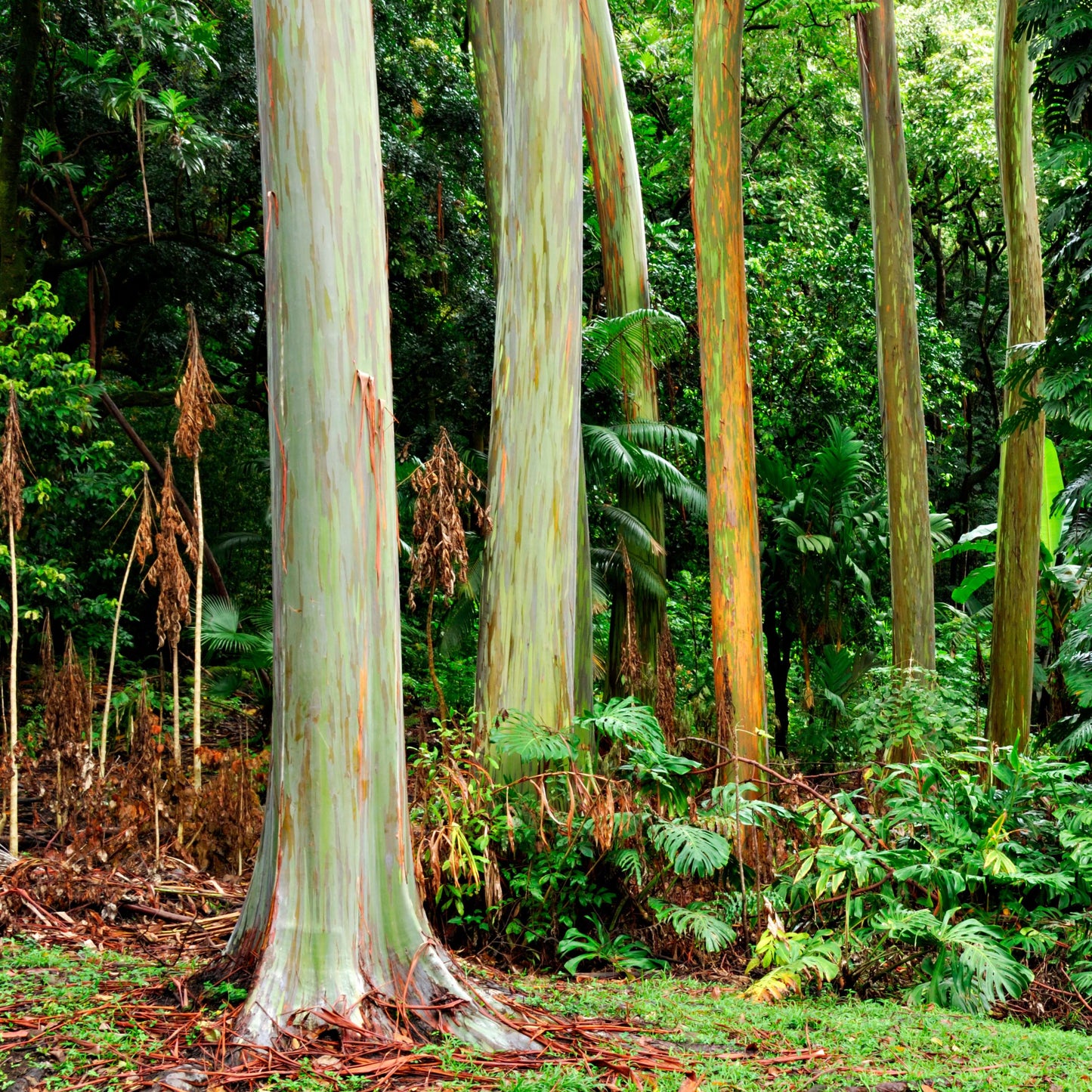 50Pcs Rainbow Eucalyptus Deglupta Tree Seeds