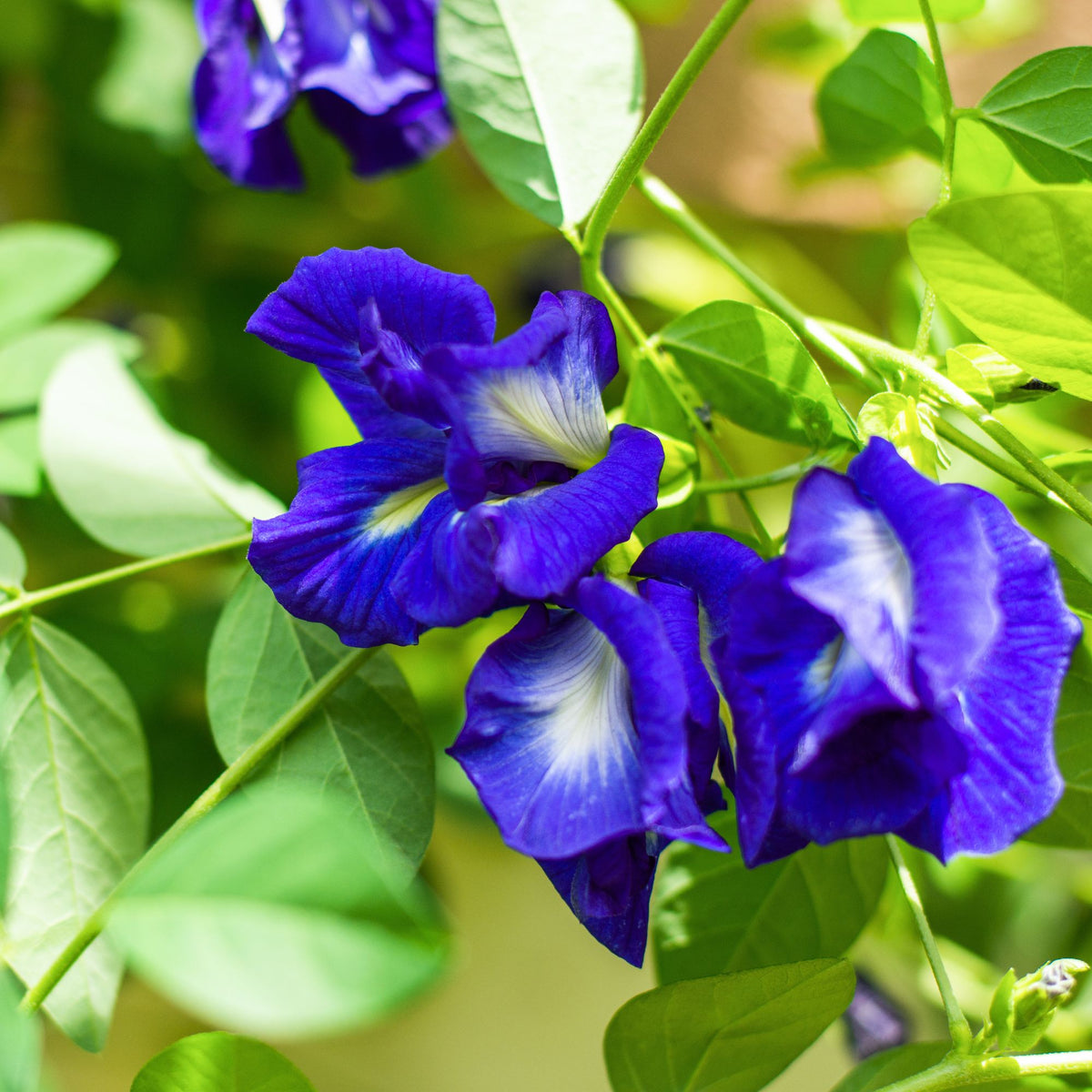 Butterfly Pea Seeds