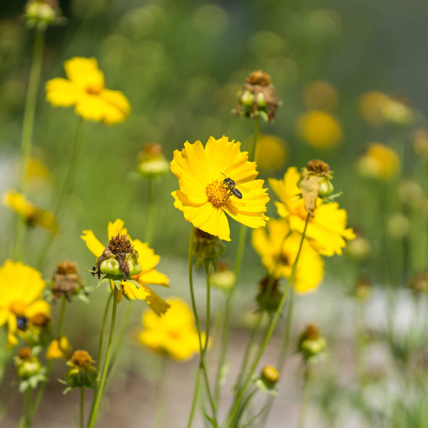 20Pcs Coreopsis Flower Seeds