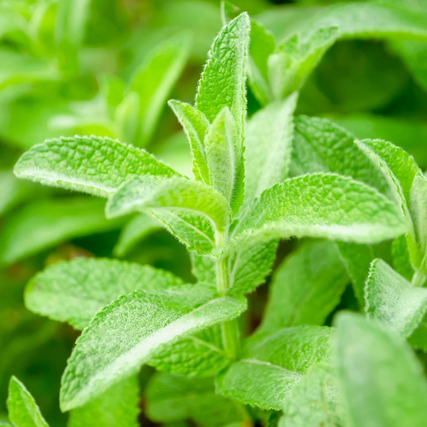 100pcs Lemon Balm Seeds (Melissa officinalis)