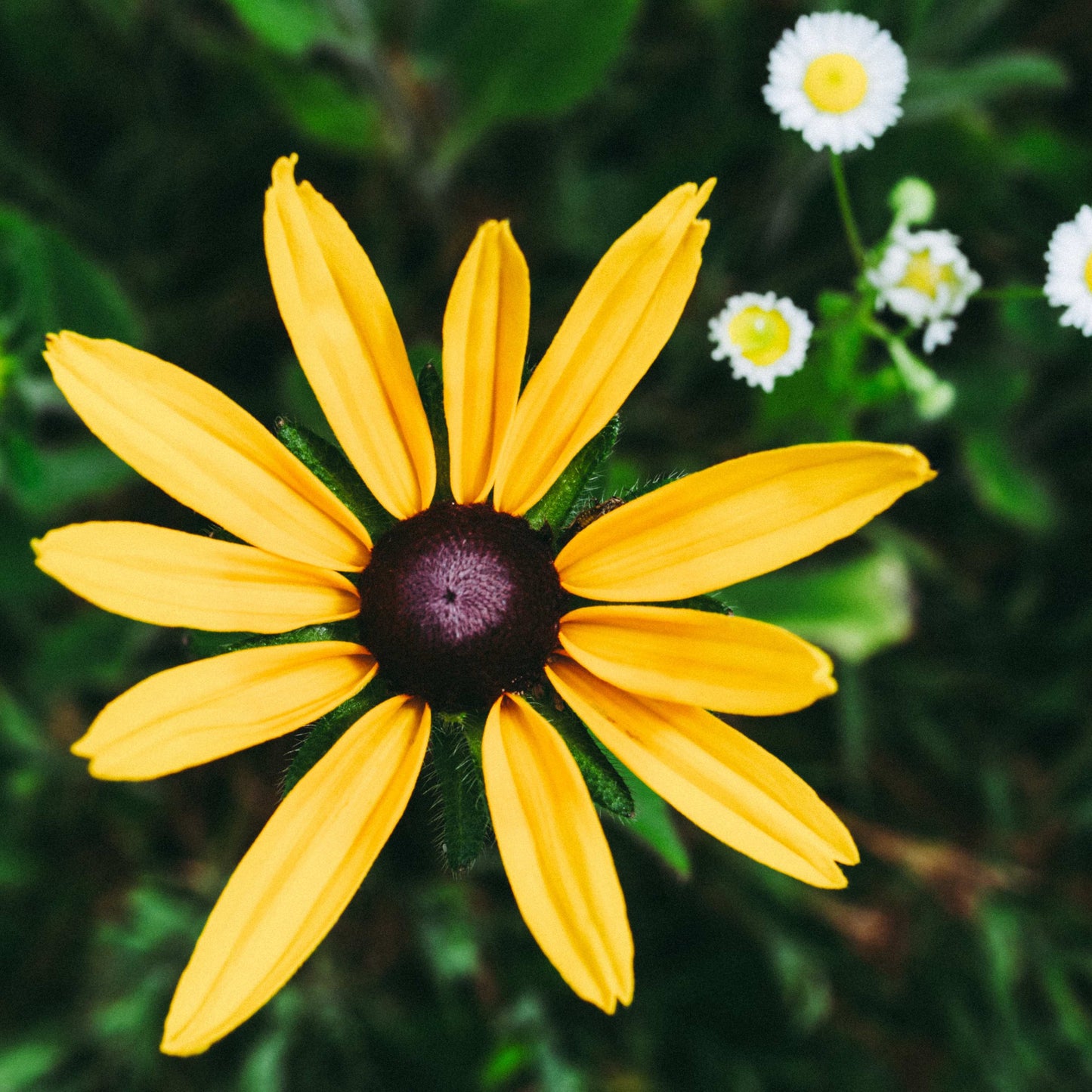 200Pcs Black-Eyed Susan (Rudbeckia hirta) Seeds