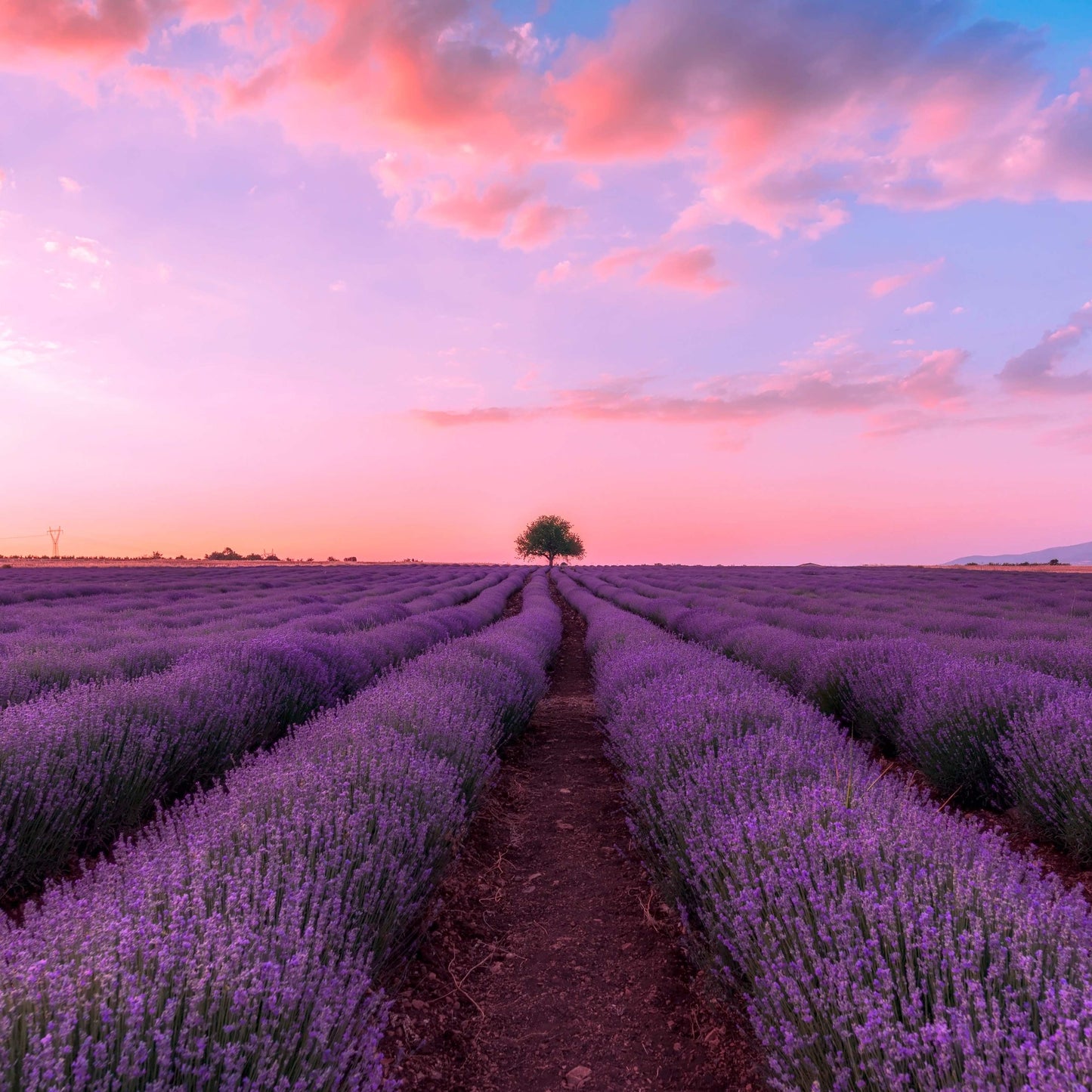 200Pcs Organic Empress Lavender Herb Flower Seeds