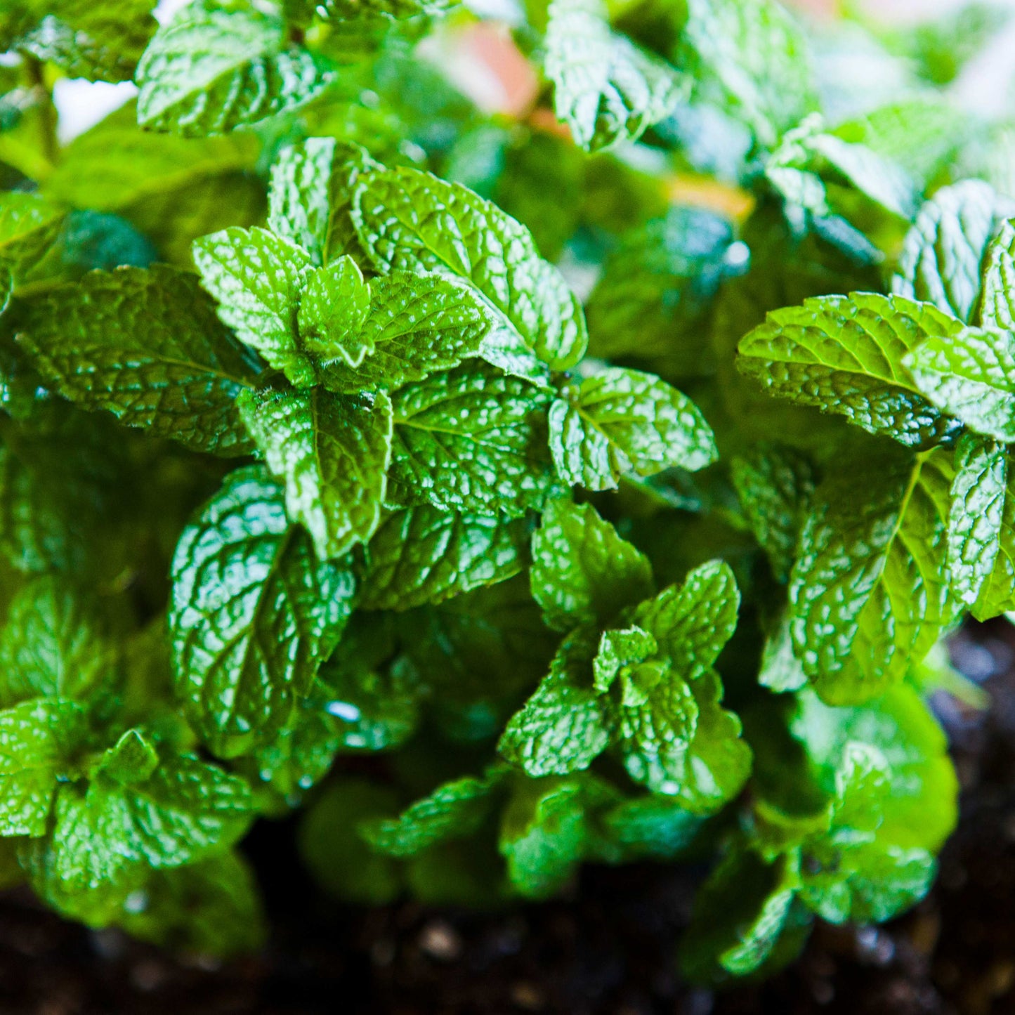 20Pcs Organic Mint Plant (Mentha Gattefossei) Seeds