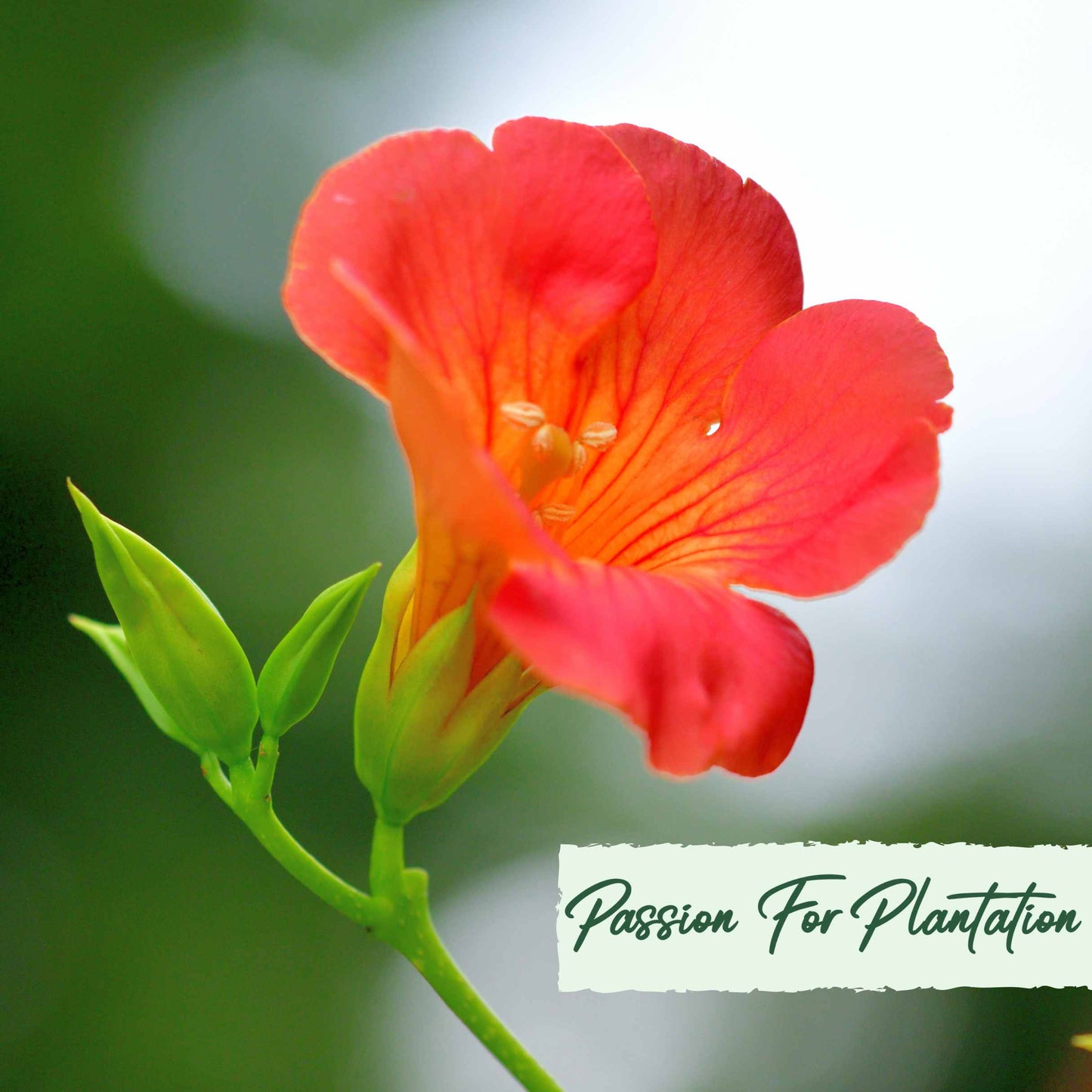50Pcs Trumpet Vine (Campsis radicans) Seeds