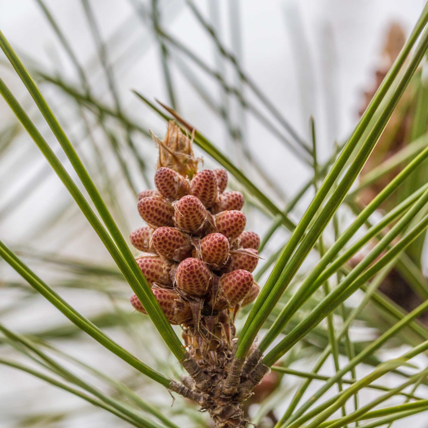 20Pcs Japanese Black Pine Seeds (For Bonsai)