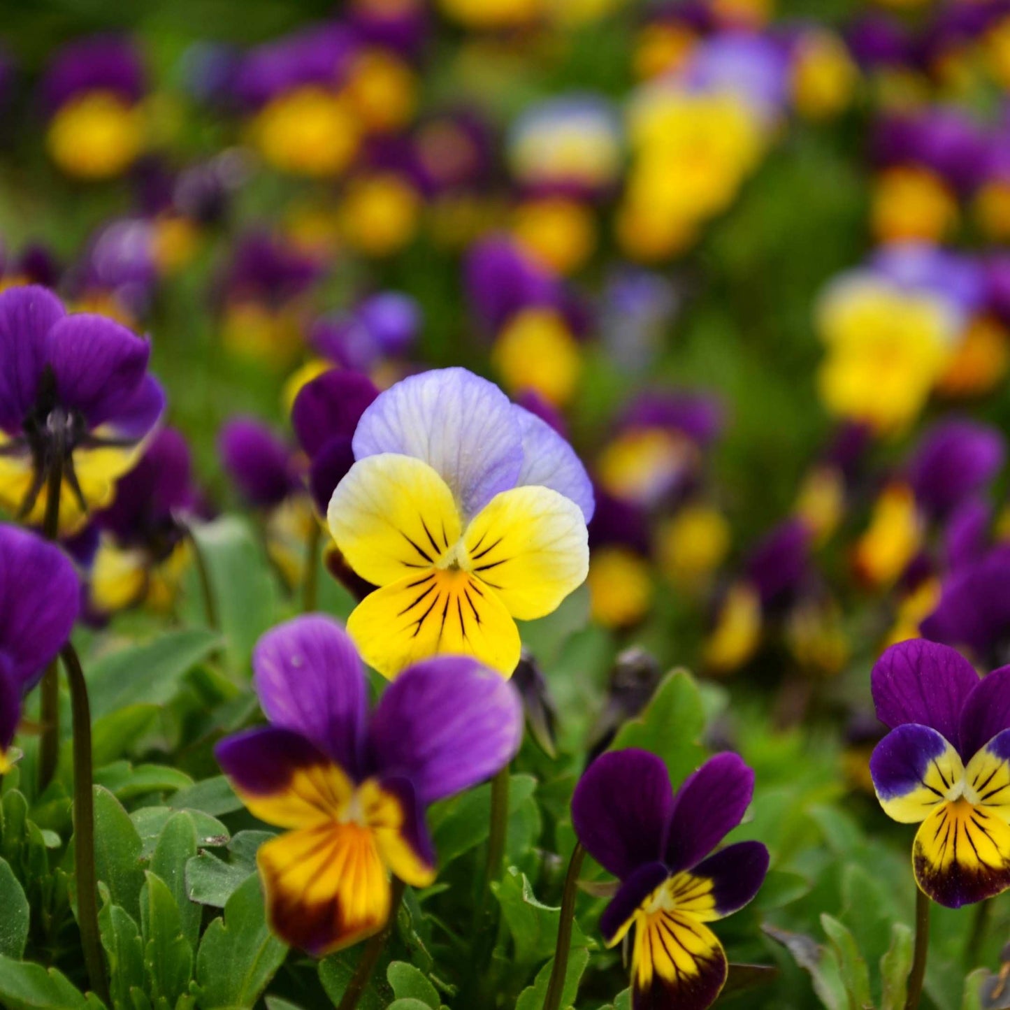 50Pcs Pansies Flower Seeds Pack