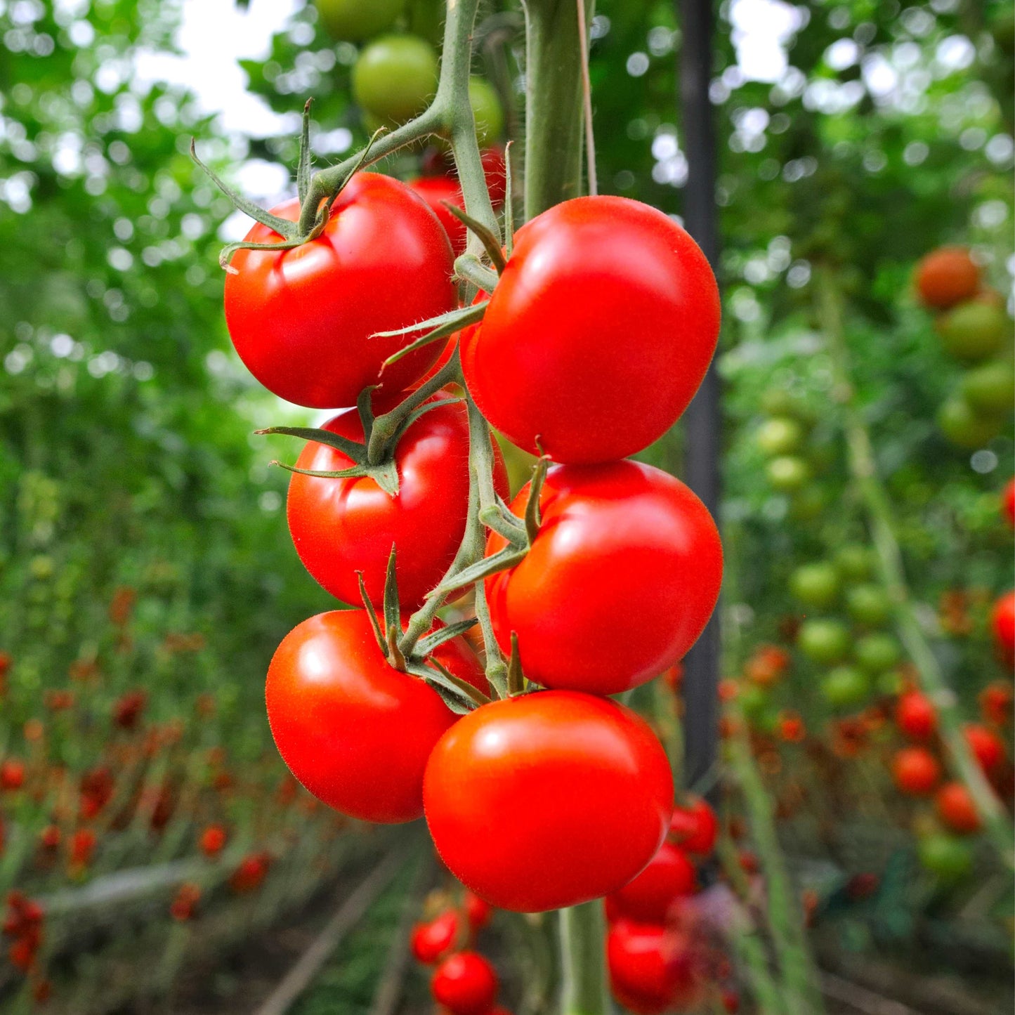 100Pcs Tomato Plant Seeds