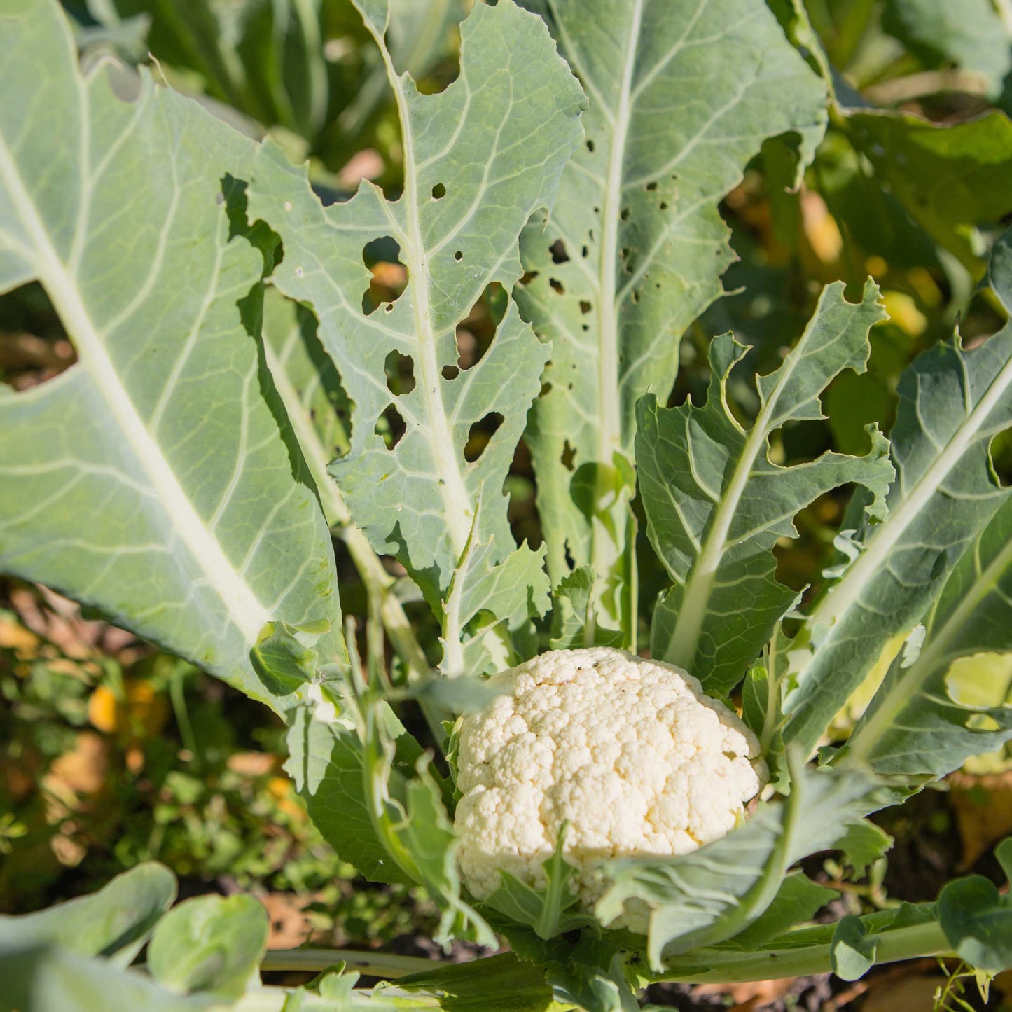 100Pcs Organic Cauliflower Seeds Pack