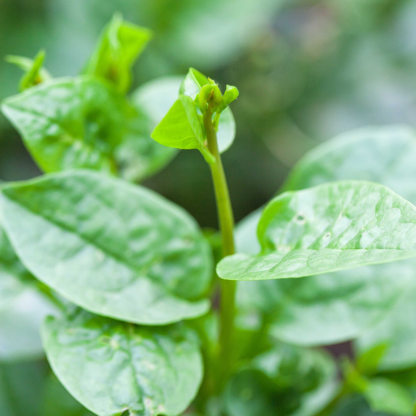 200Pcs Malabar Spinach Seeds