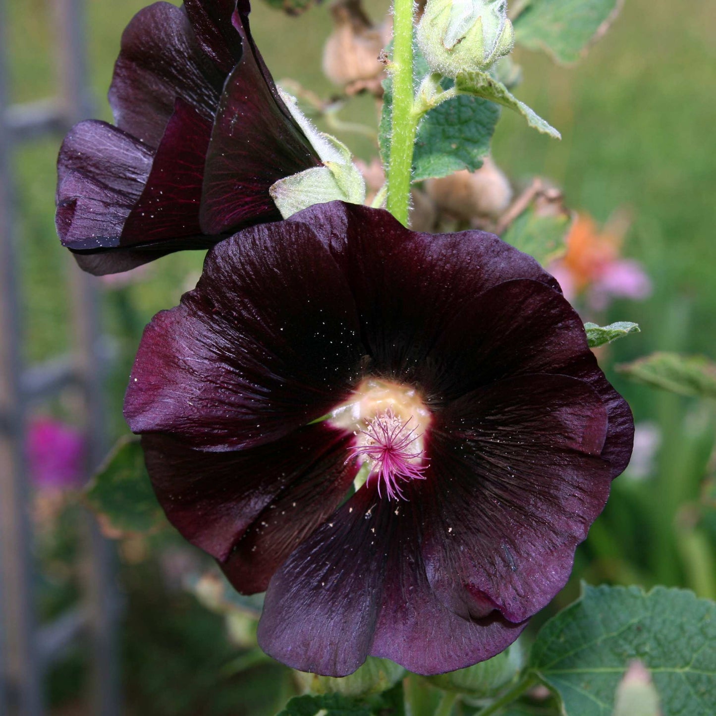 200Pcs Hollyhock Seeds Pack