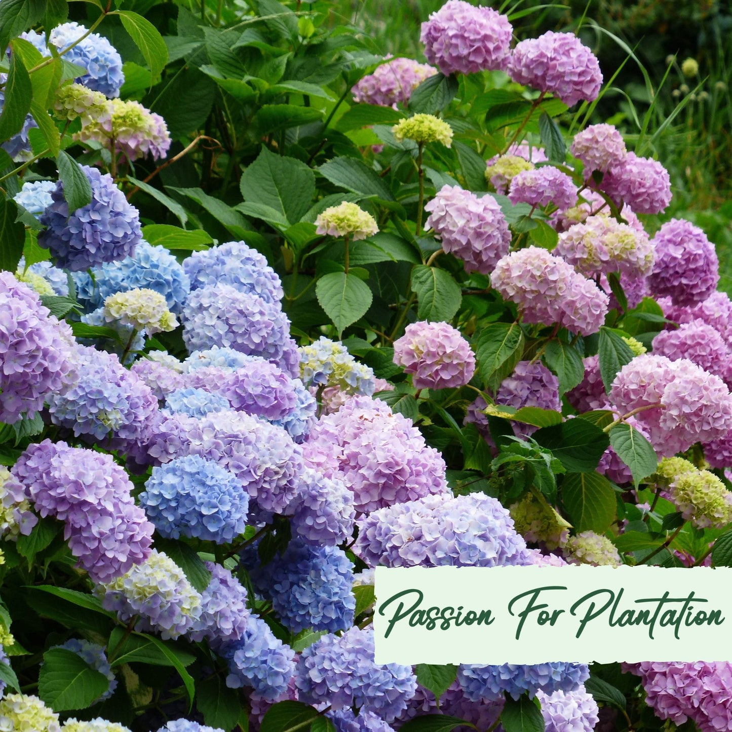50Pc Emperor Hydrangea Flower Seeds Pack