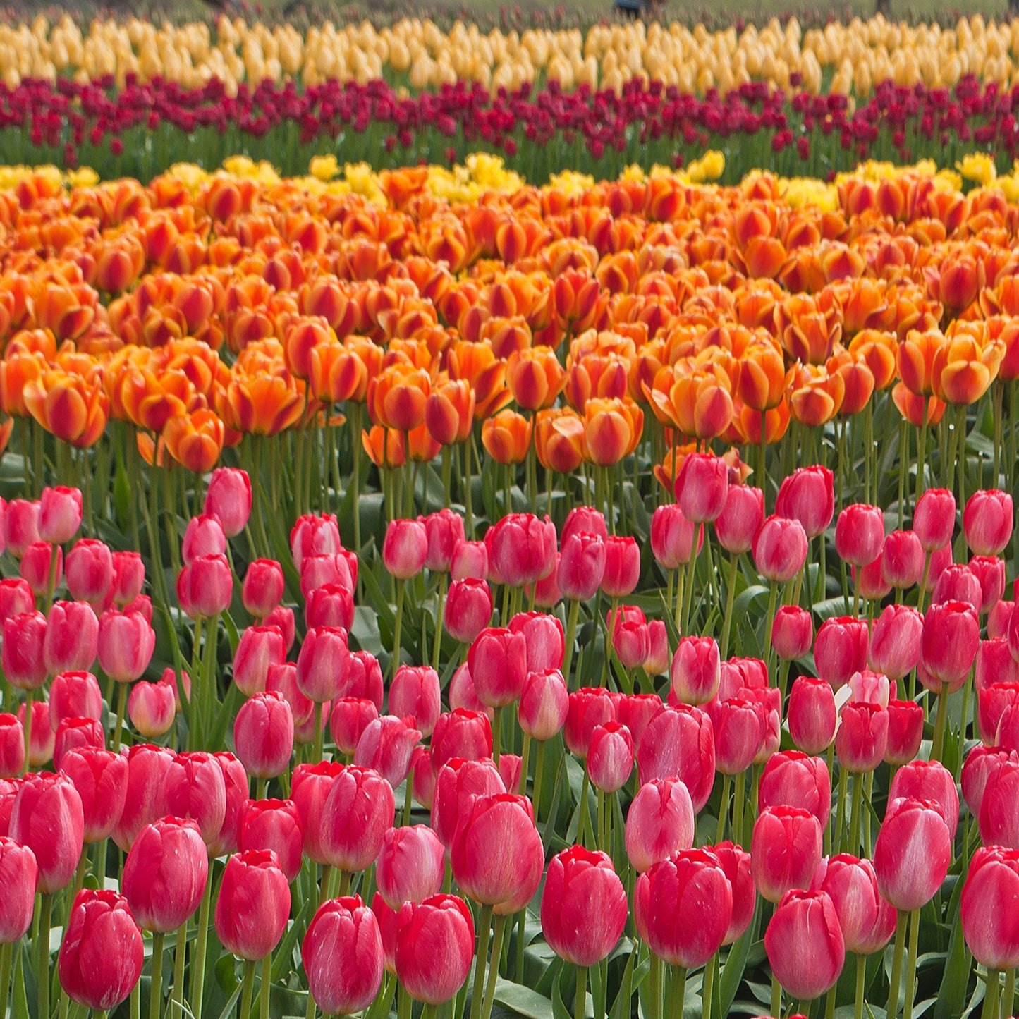 50Pcs Mixed Color Tulip Seeds