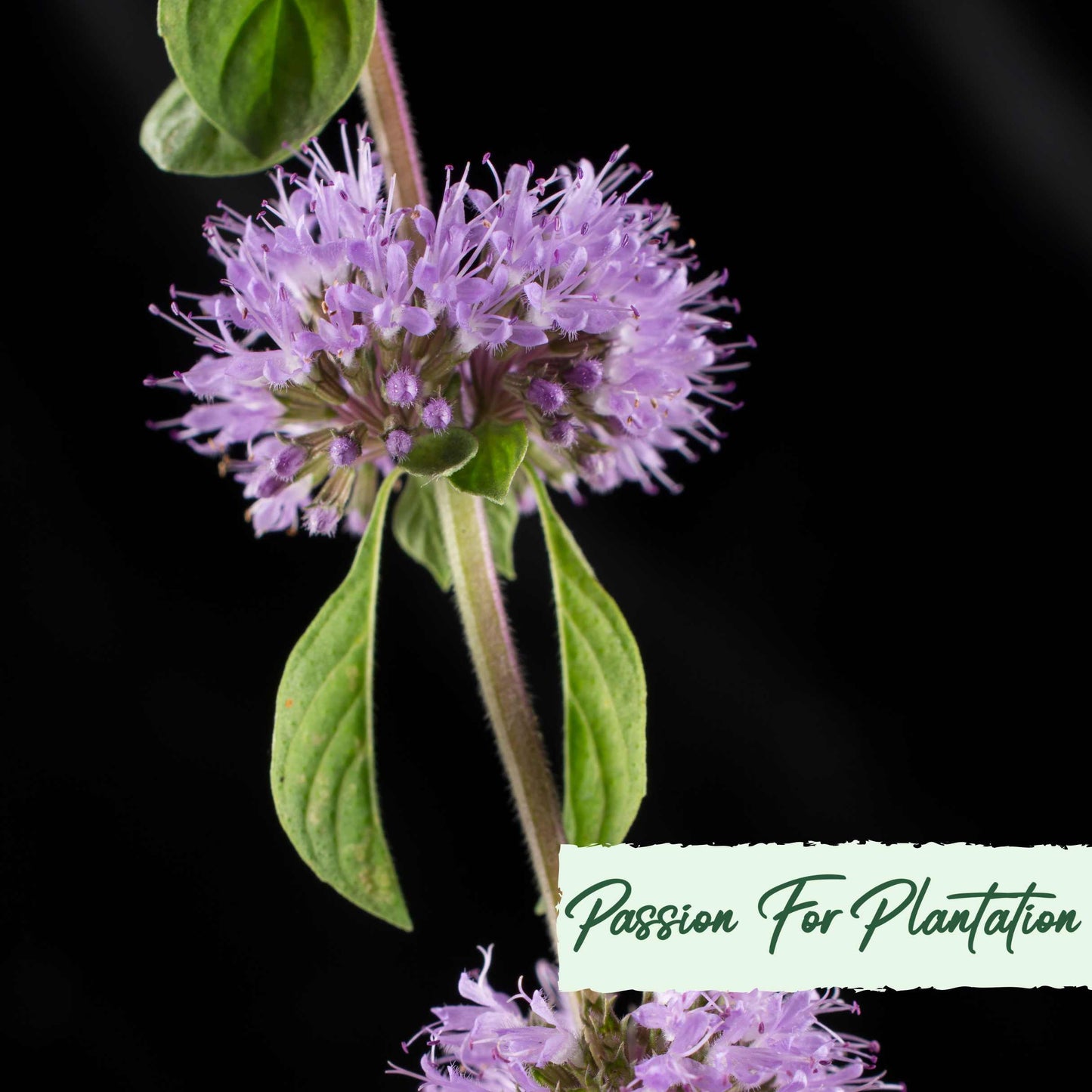 100Pcs Pennyroyal Mint Herb Seeds