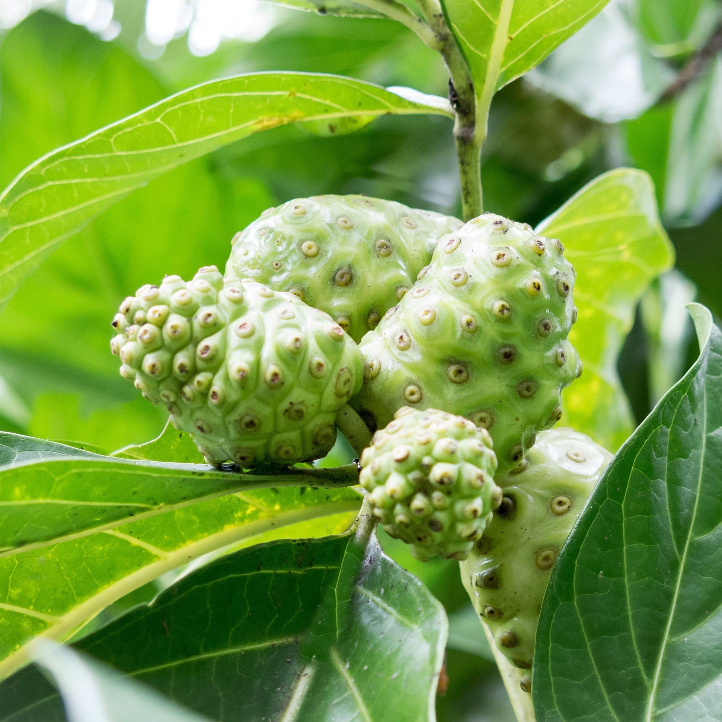 50Pcs Cherimoya Plant Seeds