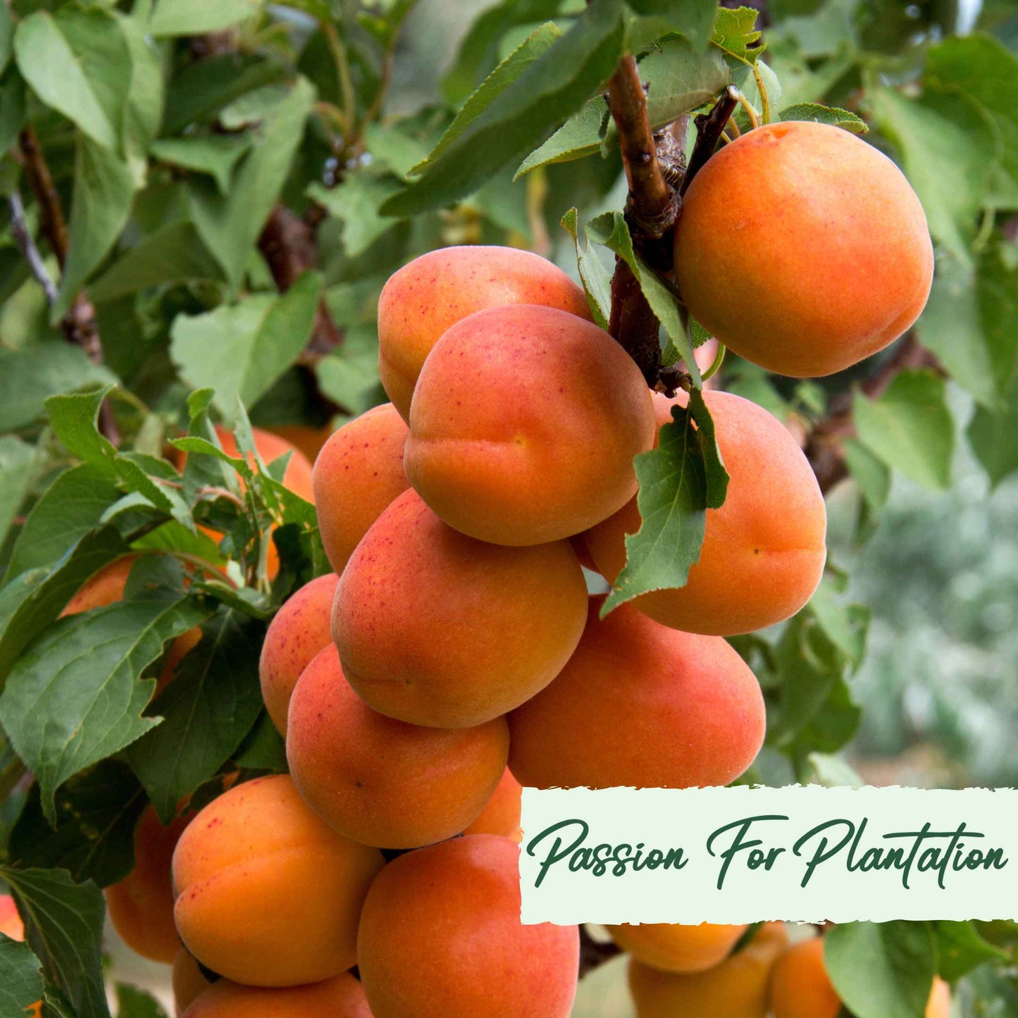 5Pcs Apricot Tree Seeds