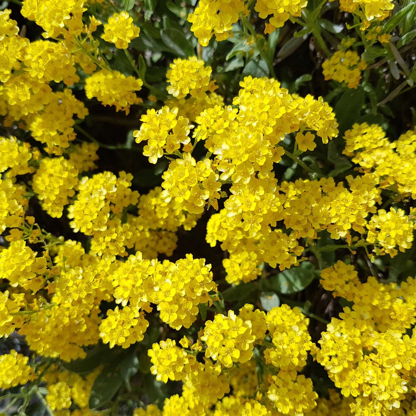 100Pcs Alyssum Flower Seeds Pack