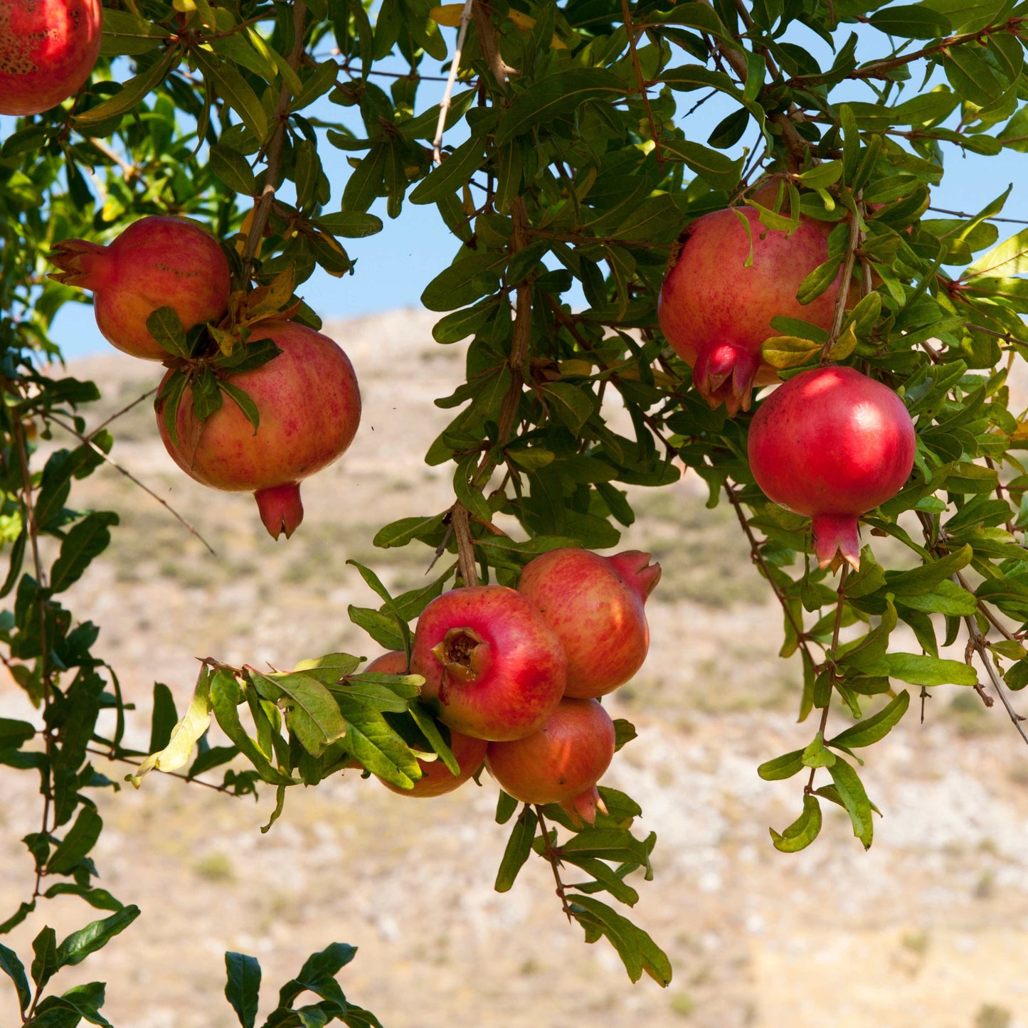 20Pcs Red Jewel Pomegranate Tree Seeds