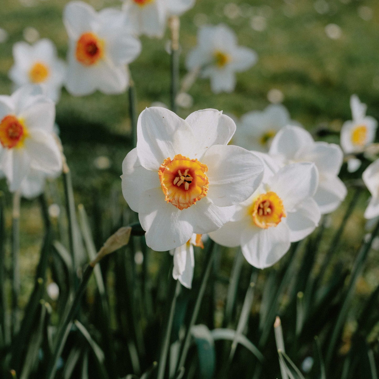 10Pcs Narcissus Flower Seeds