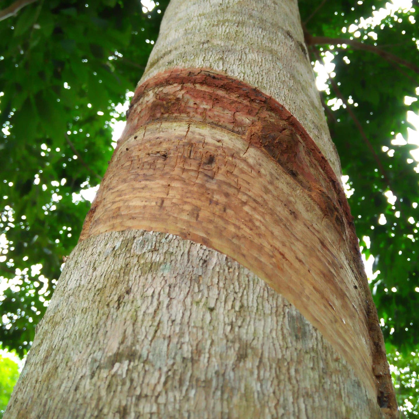 5pcs Professional Grade Rubber Tree Plant Seeds