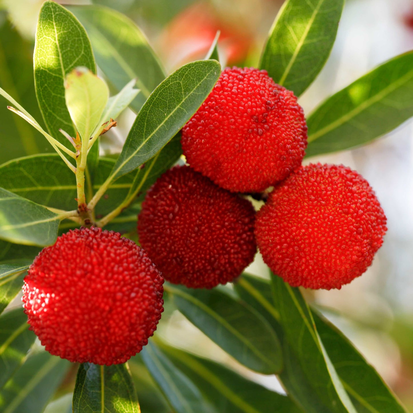 5Pcs Yangmei (Bayberry) Plant Seeds