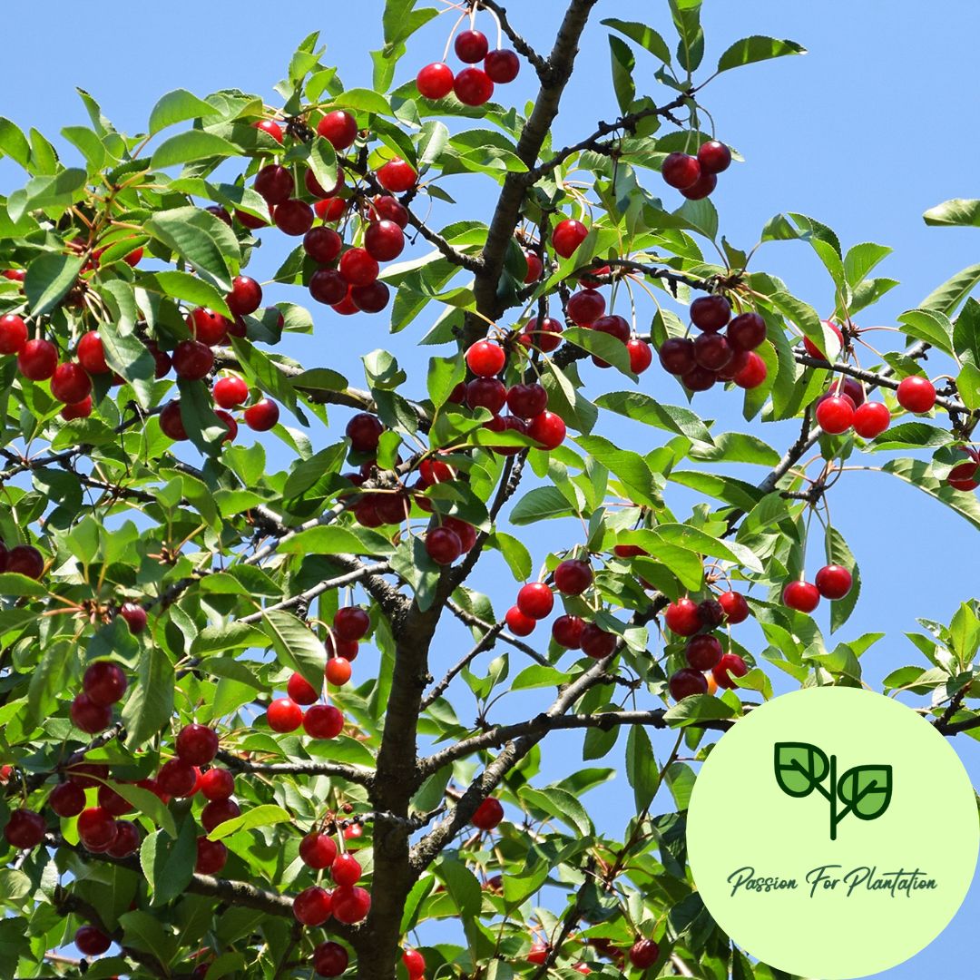 5Pcs Sweet Cherry Fruit Tree Seeds