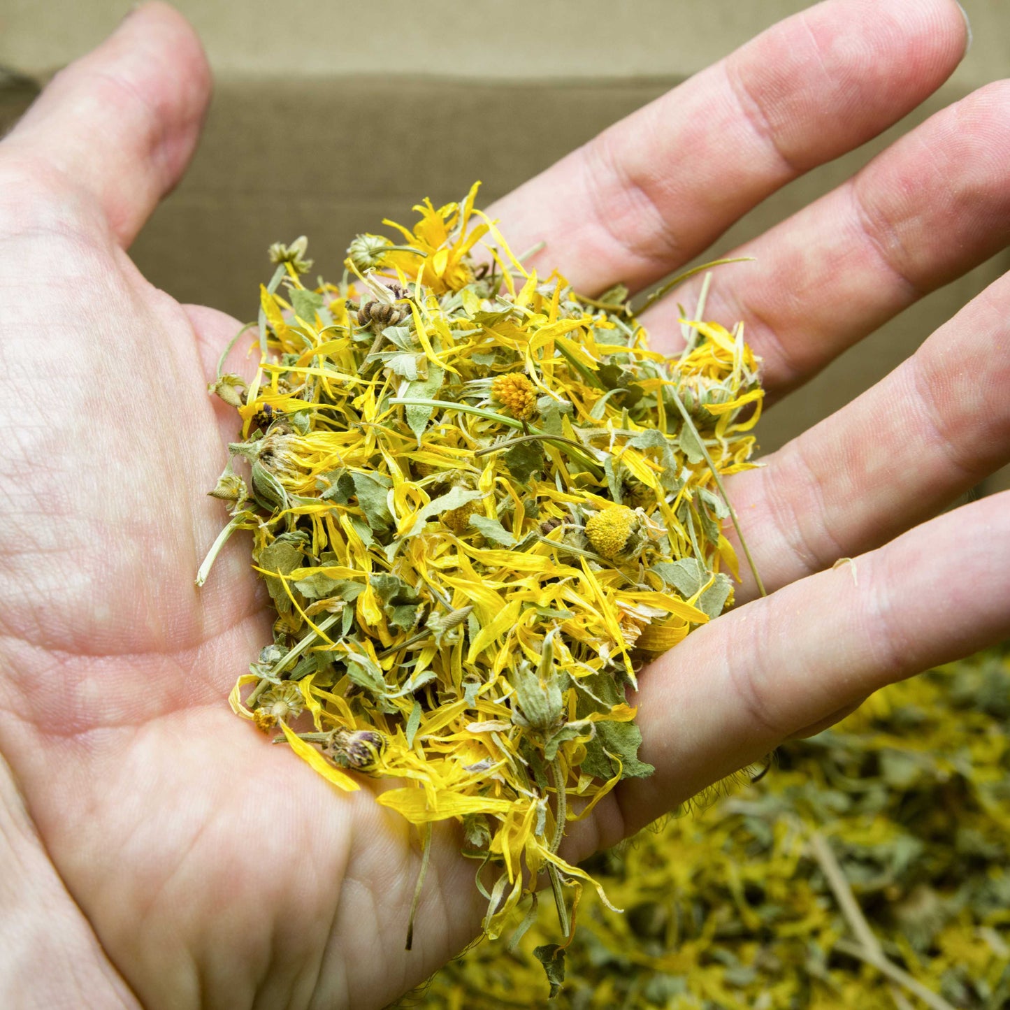 100Pcs German Chamomile Seeds