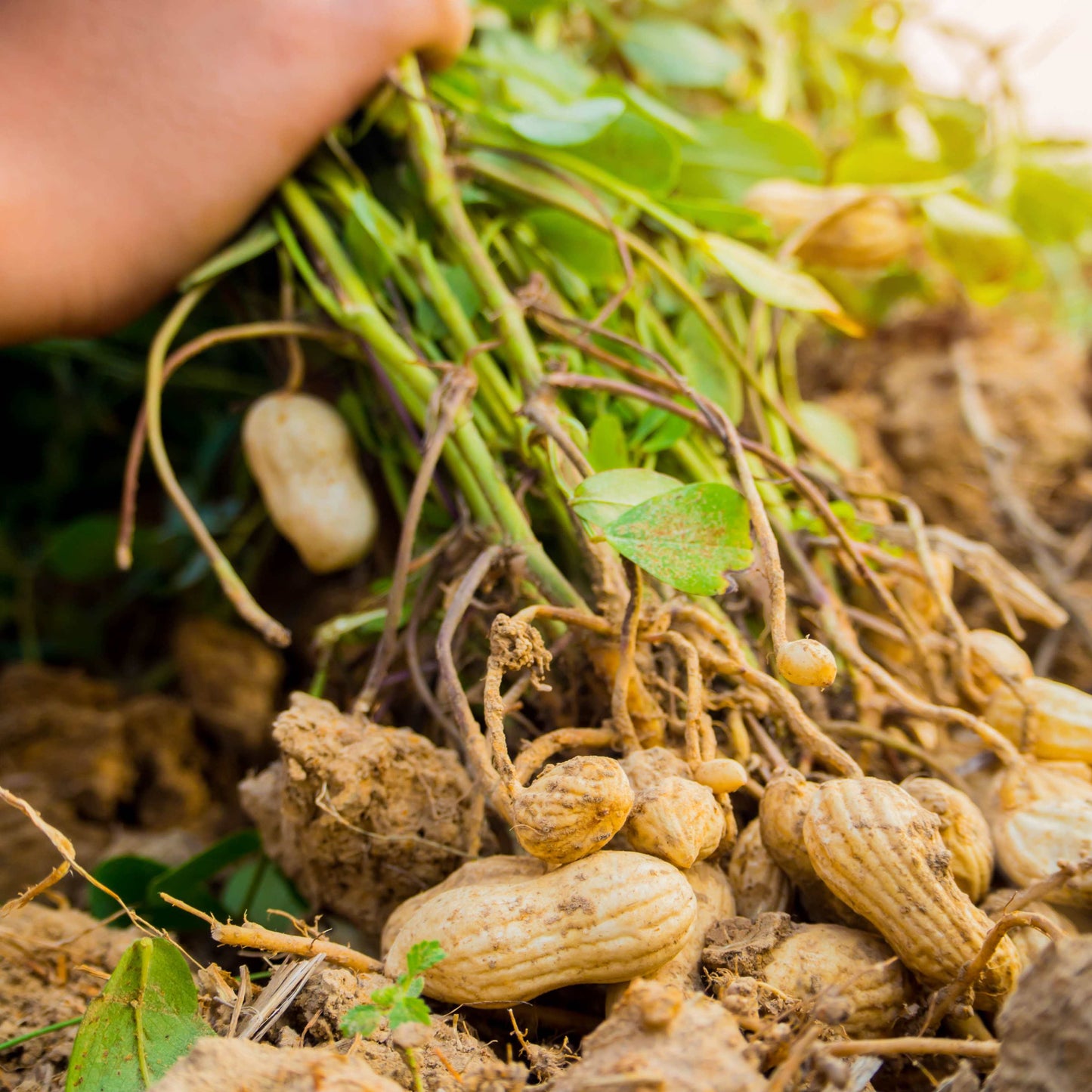 10Pcs Peanut Seeds