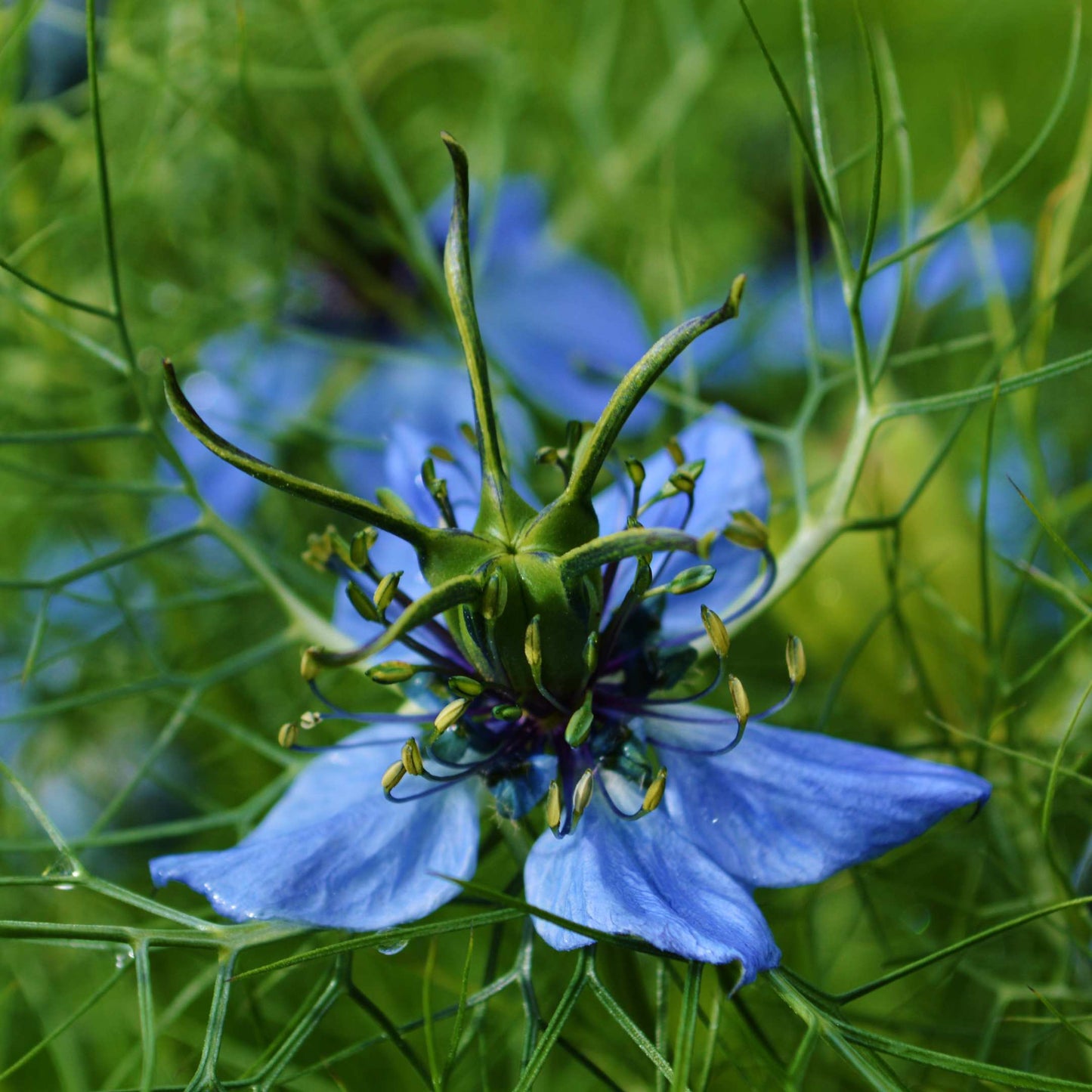 30Pcs Love in a Mist Flower Seeds