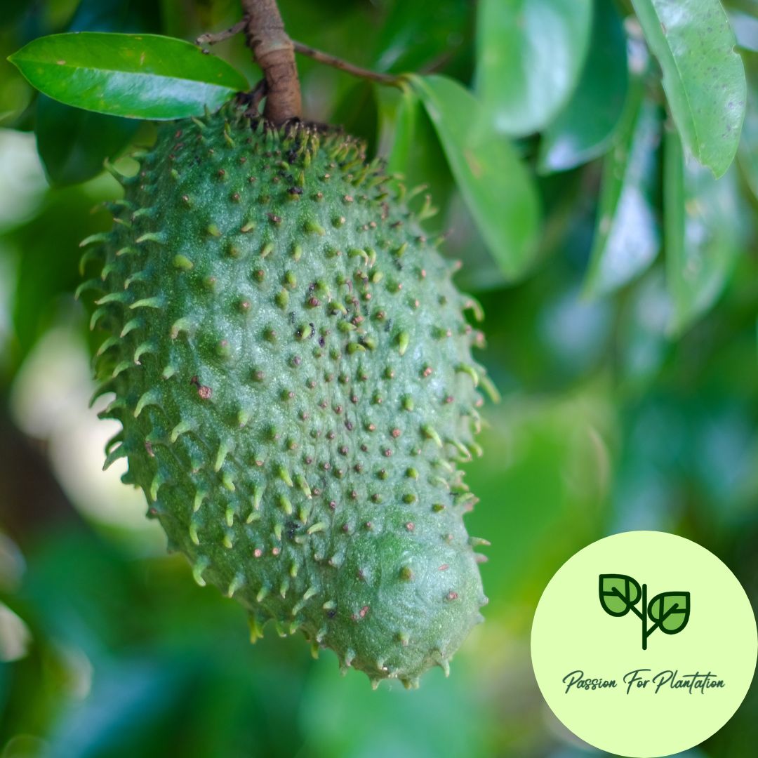 5Pcs Soursop Fruit Seeds