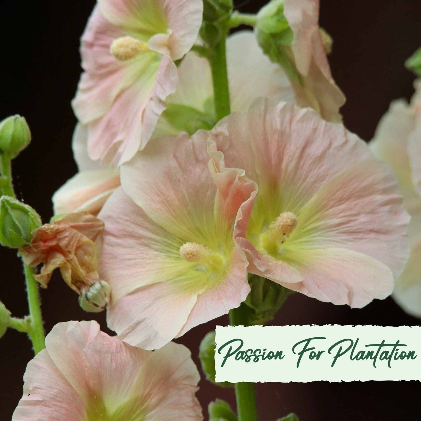 50Pcs Peach Colored Hollyhock Seeds
