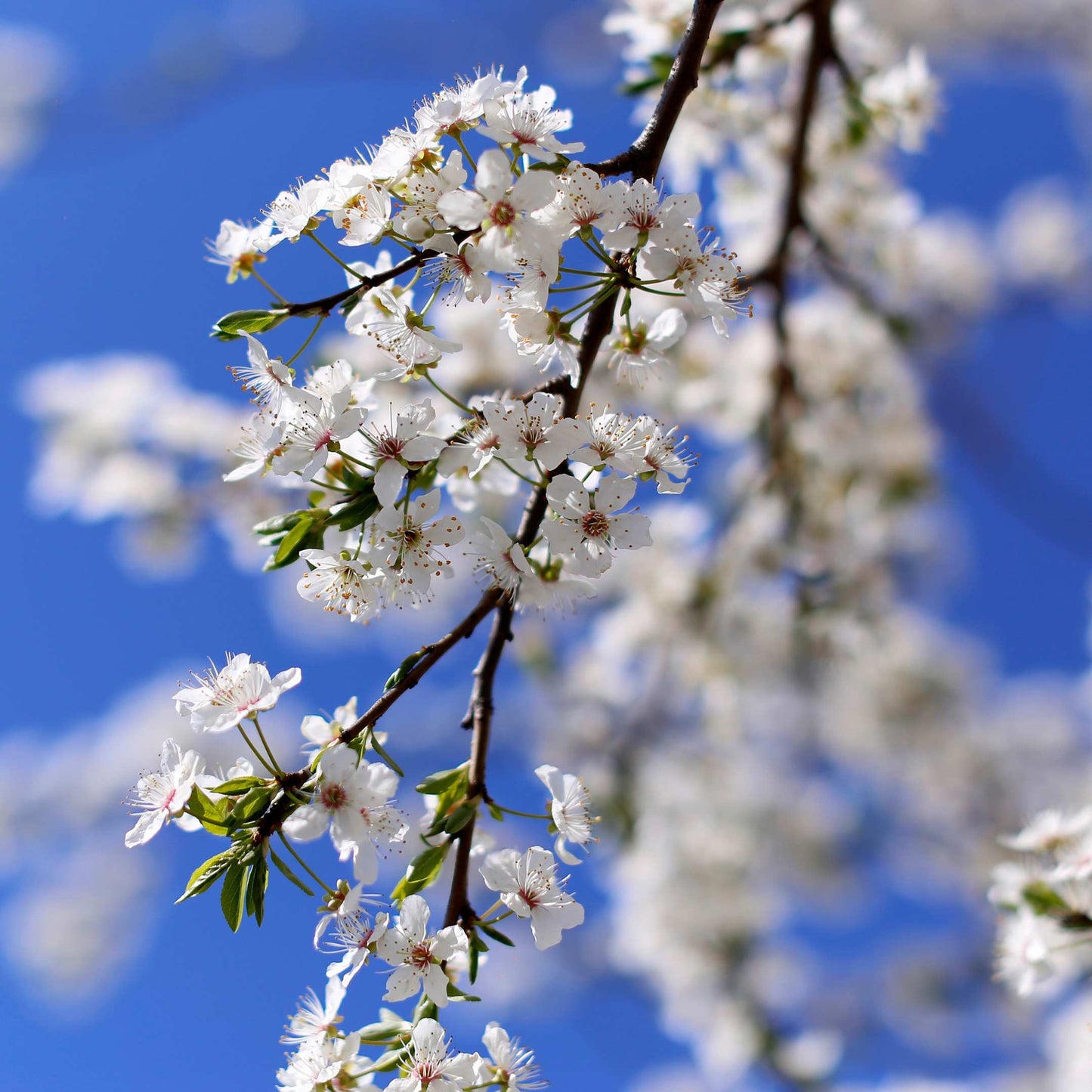 20Pcs Japanese Plum Blossom / Ume Flower Seeds