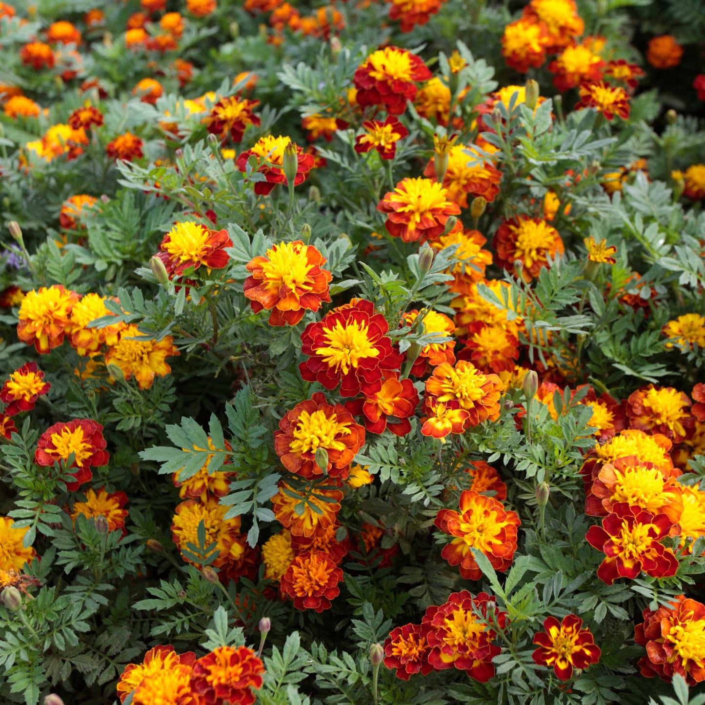 100Pcs French Marigold Flower Seeds Pack
