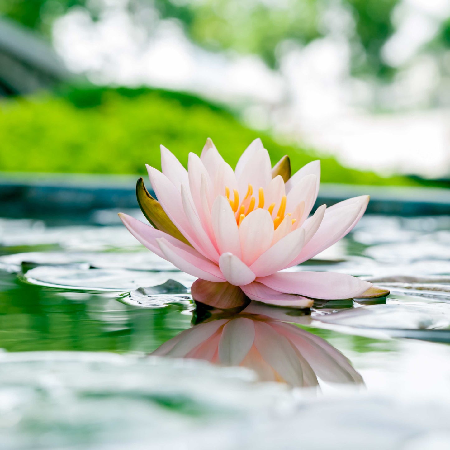 5 PINK LOTUS Flower Seeds