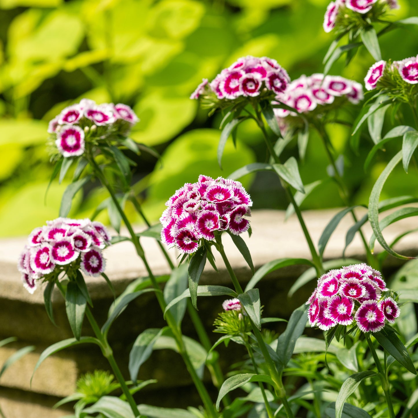 100Pcs Mixed Multicolor Sweet William Flower Seeds