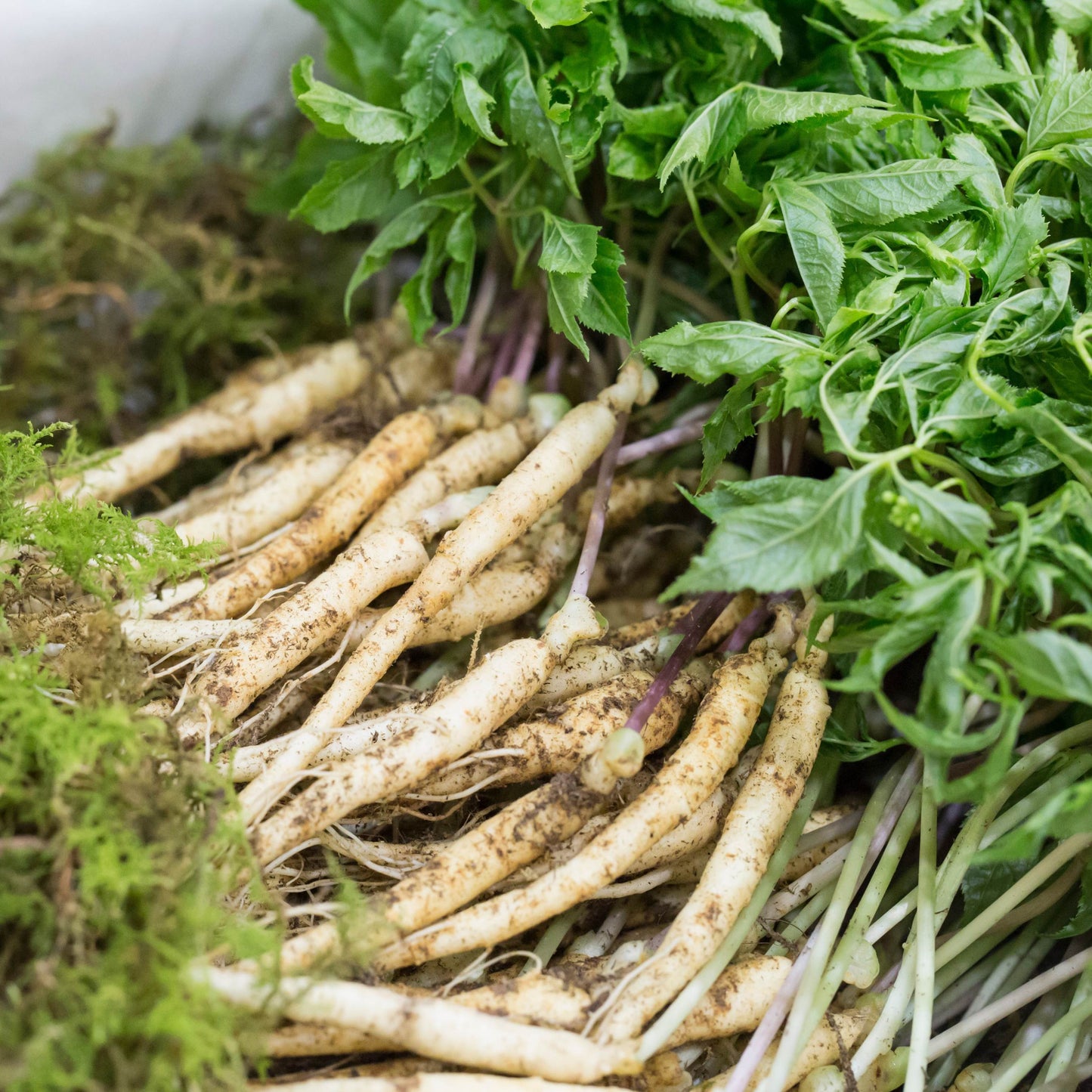 Korean Ginseng Plant Seeds (Panax Ginseng) 20+Seeds