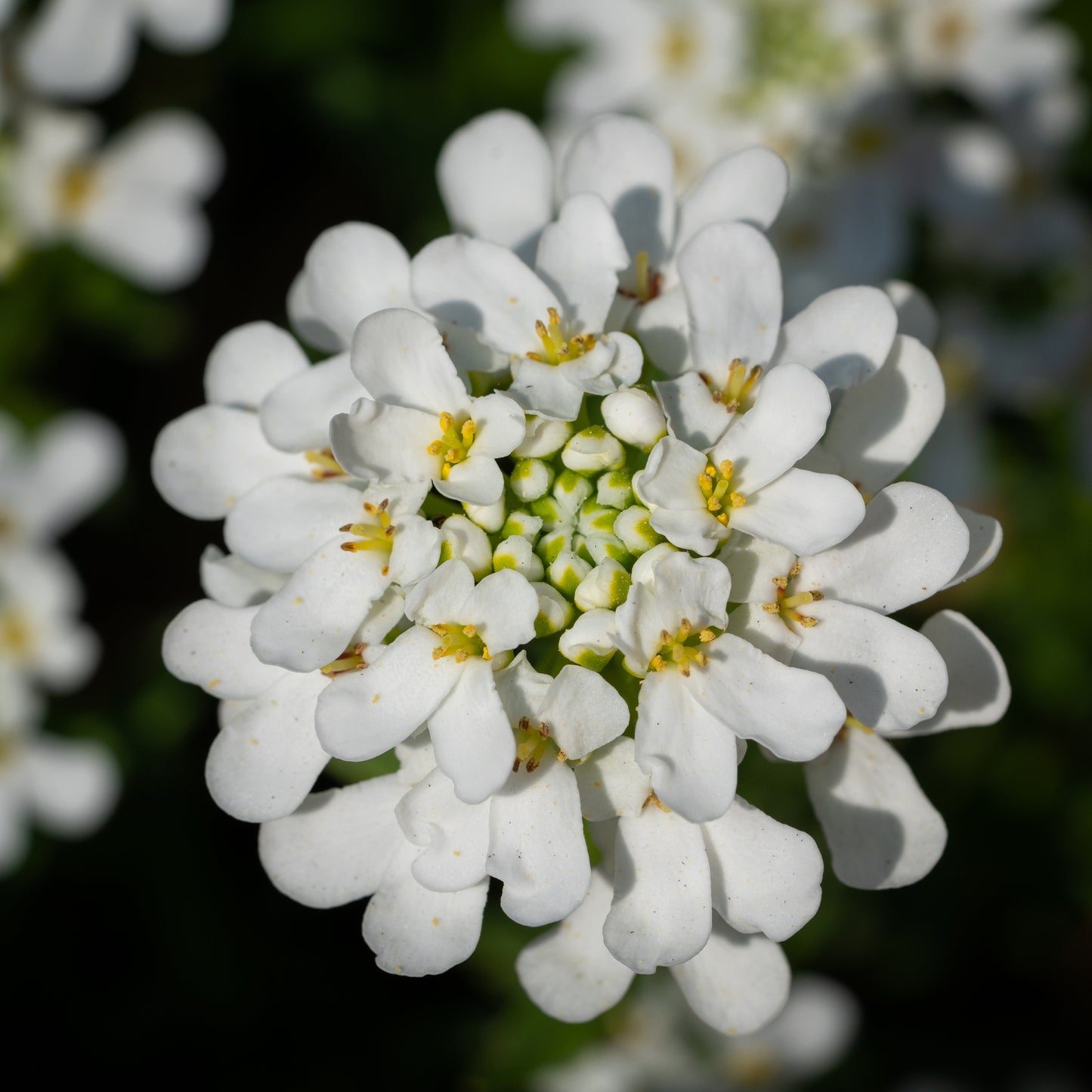 Bee Flower, Evergreen candytuft, Iberis sempervirens, Flower Seeds,