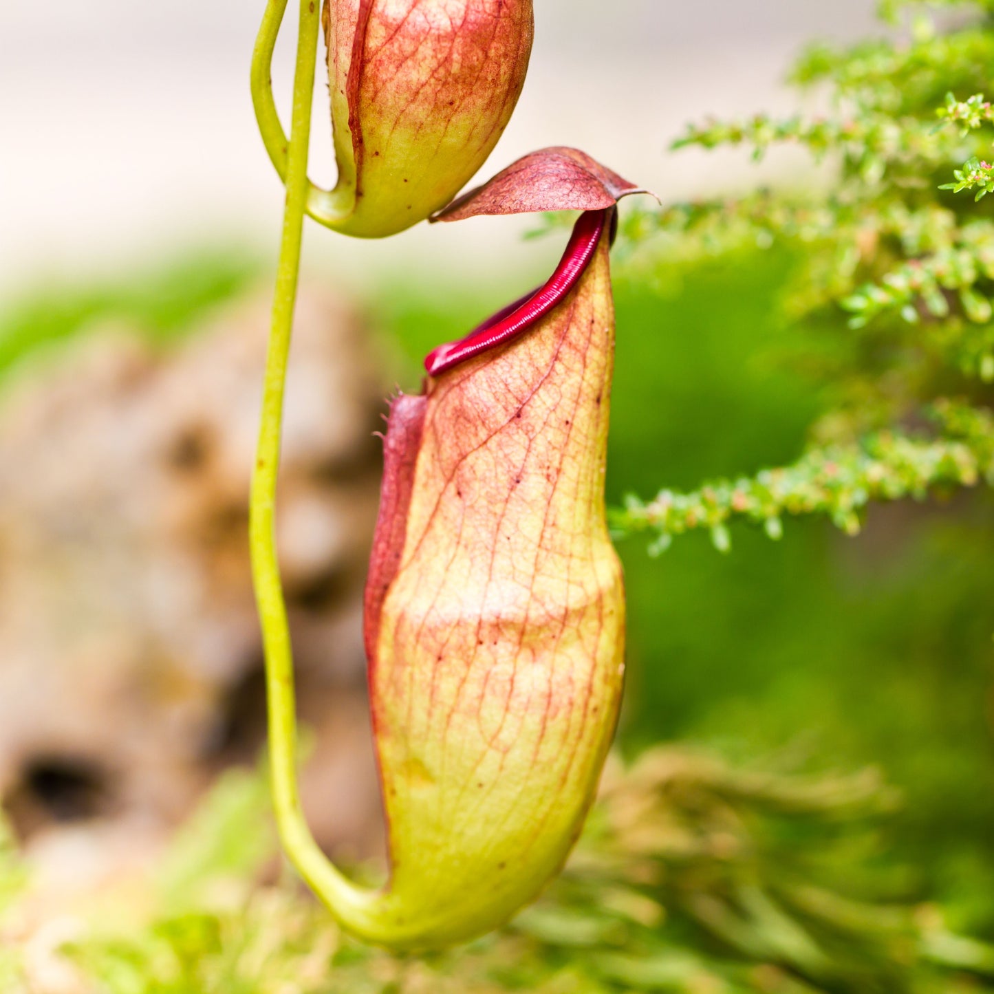 Carnivorous Pitcher Plant Purpurea Foliage Shades Flower Exotic Seeds