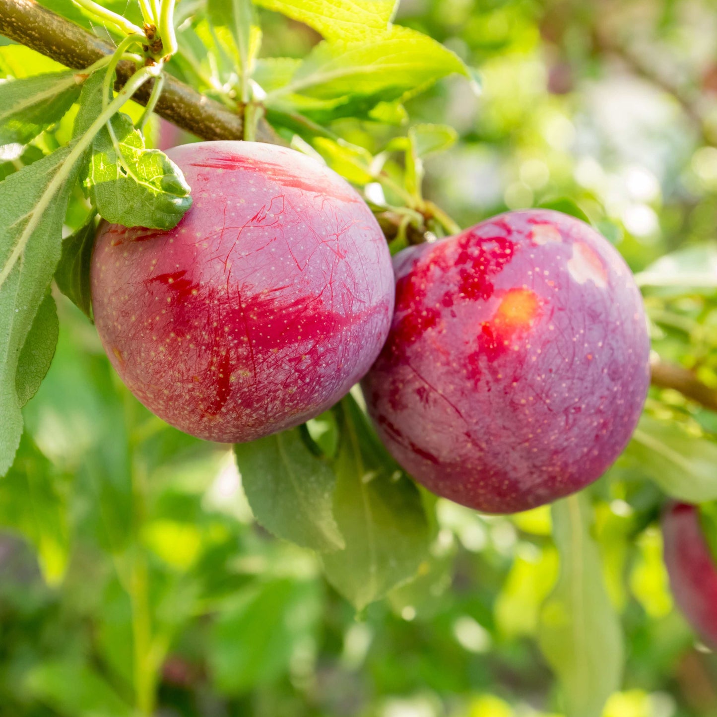10Pcs Plum Tree Seeds, Fruit Tree, Easy To Grow