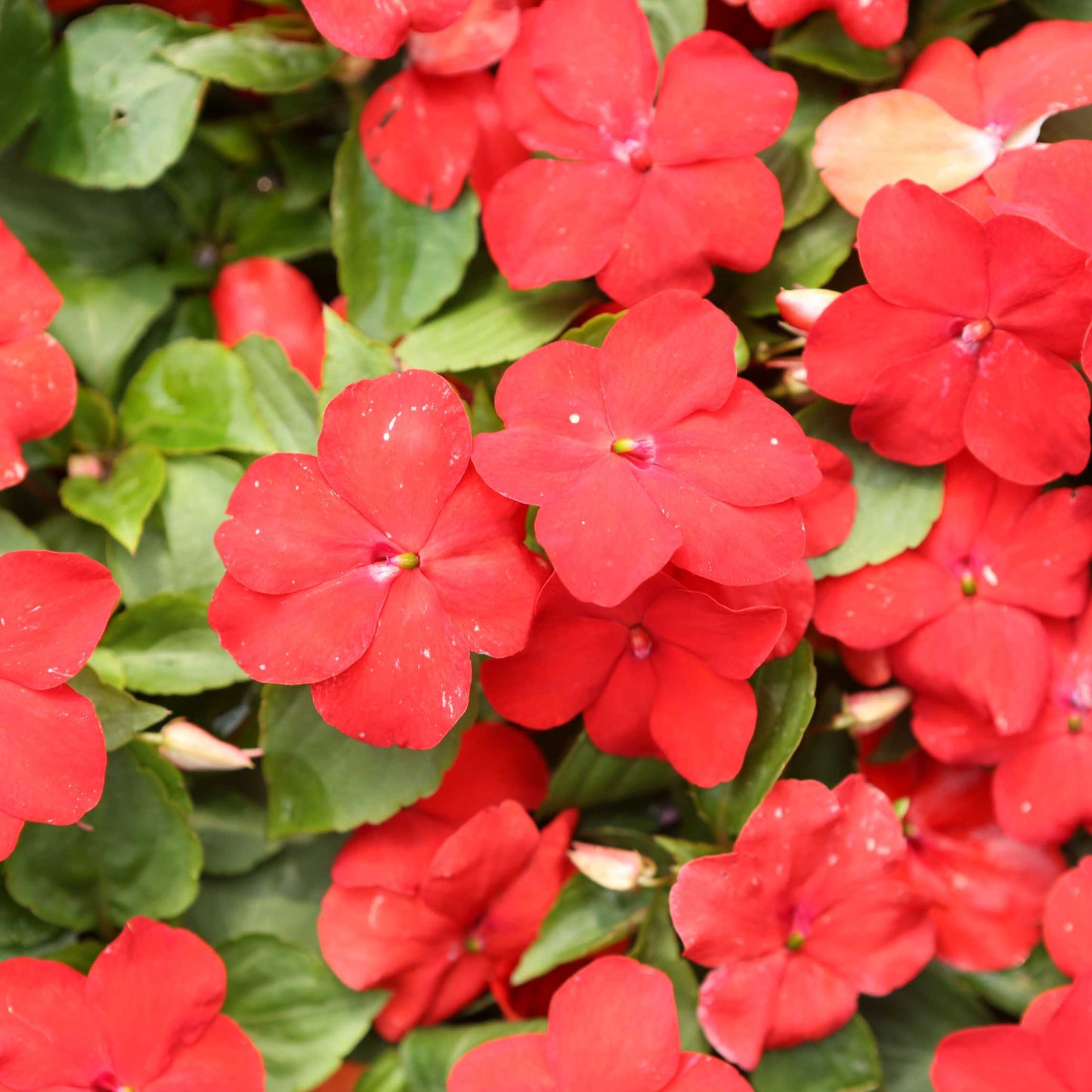 100Pcs Impatiens Flower Seeds Pack