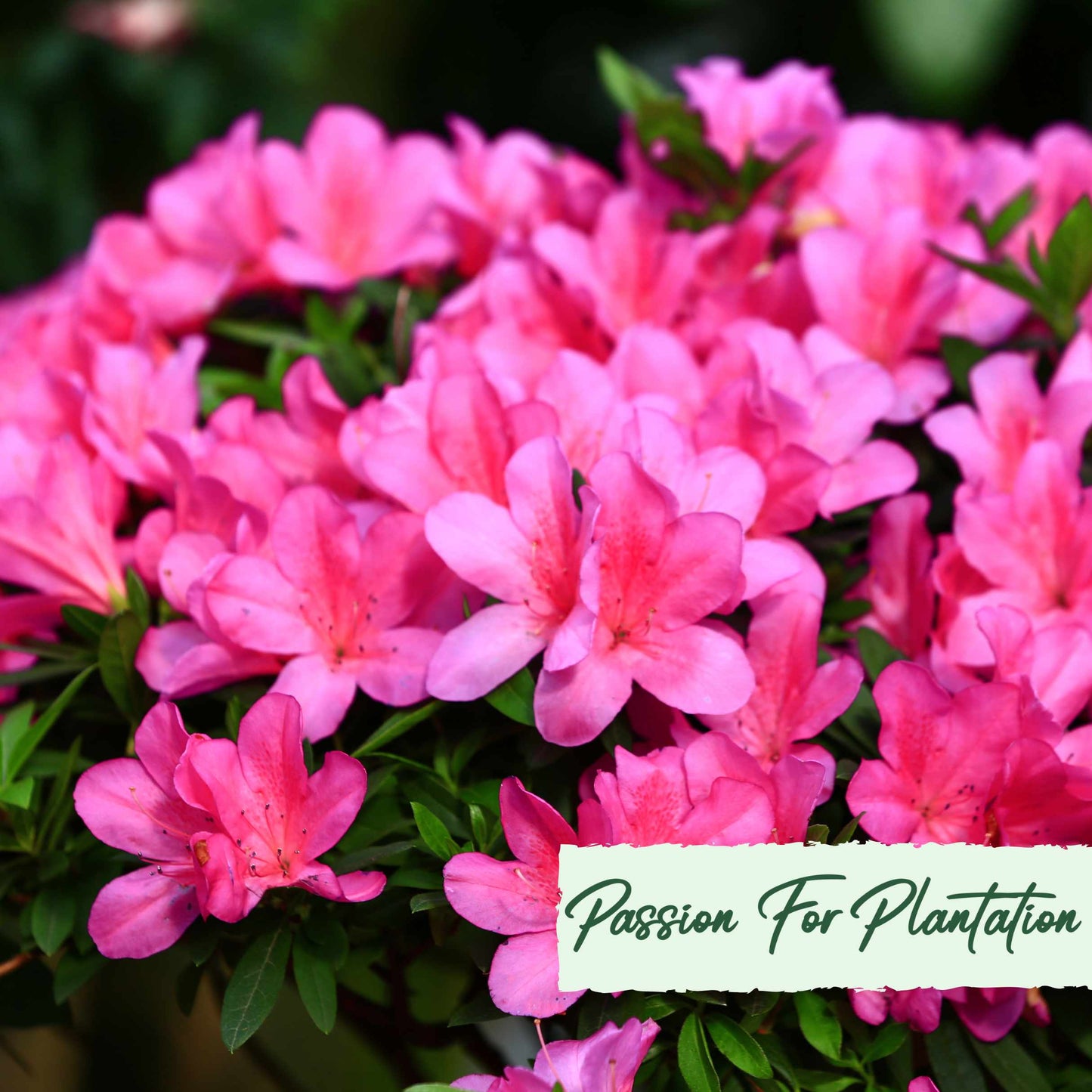 50Pcs Azalea (Rhododendron) Seeds