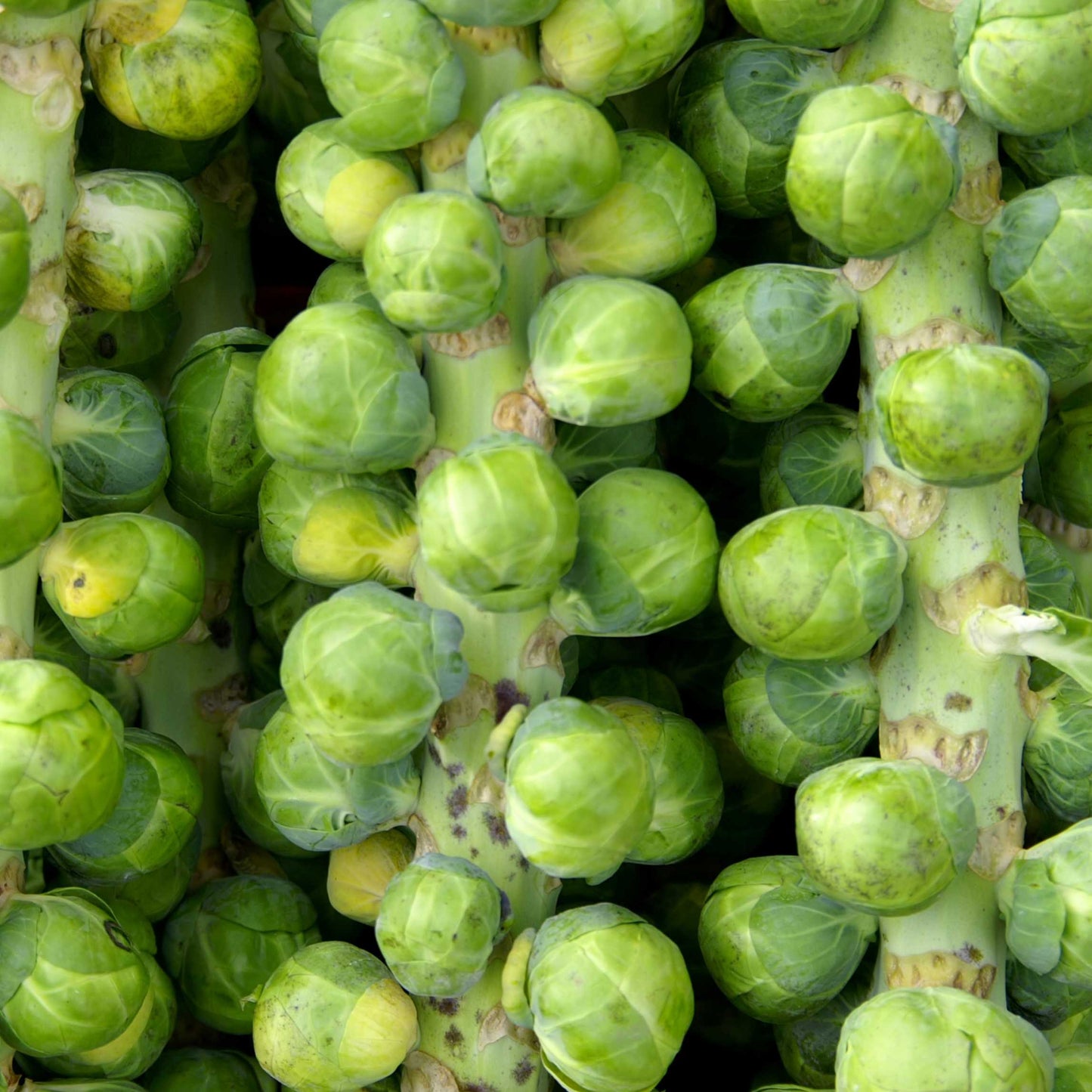 50Pcs Organic Brussels Sprout Seeds