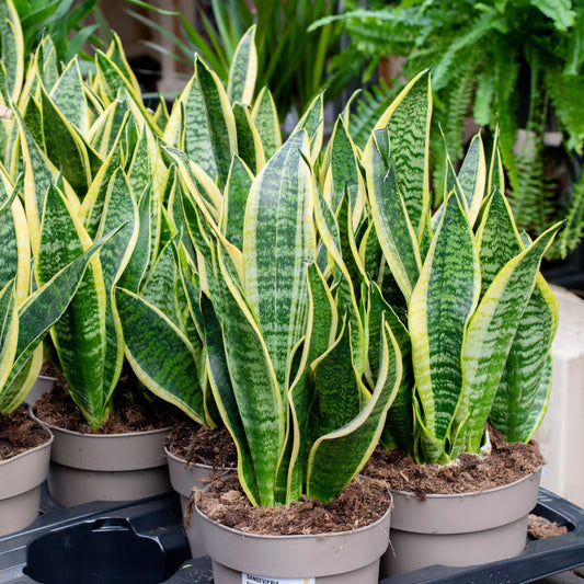 30Pcs Snake Plant Seeds