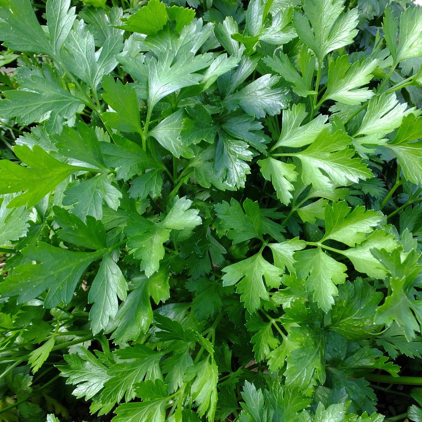 100Pcs Organic Parsley Seeds