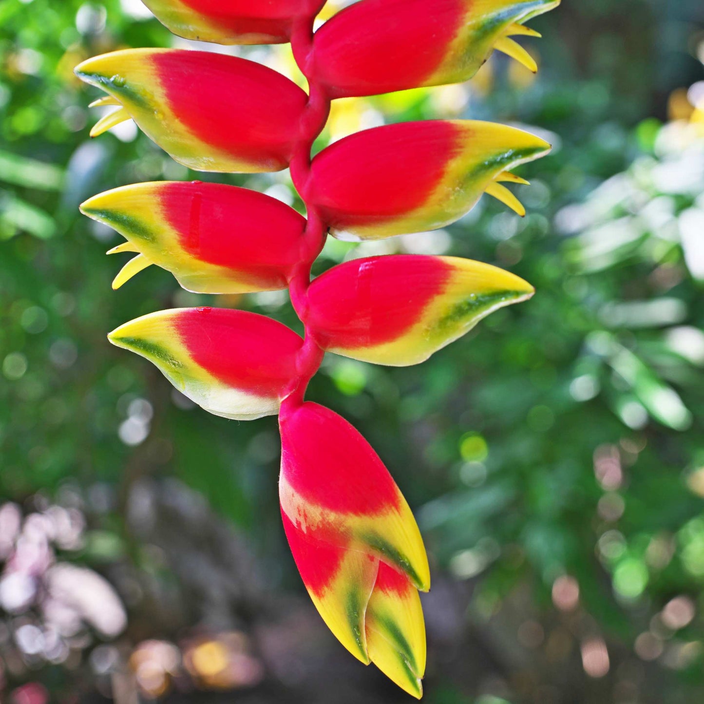5Pcs Heliconia Wagneriana Ornamental Plant Seeds