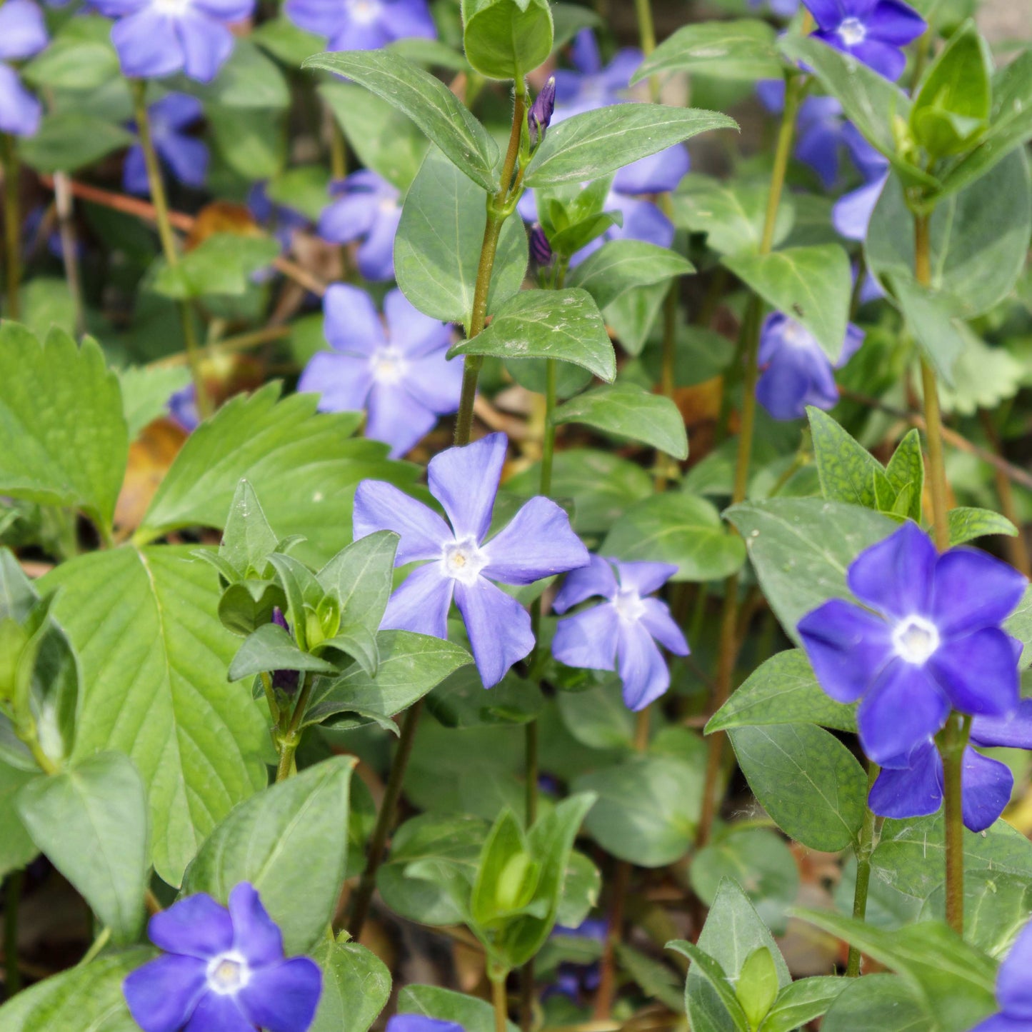 100Pcs Vinca Flower Seeds