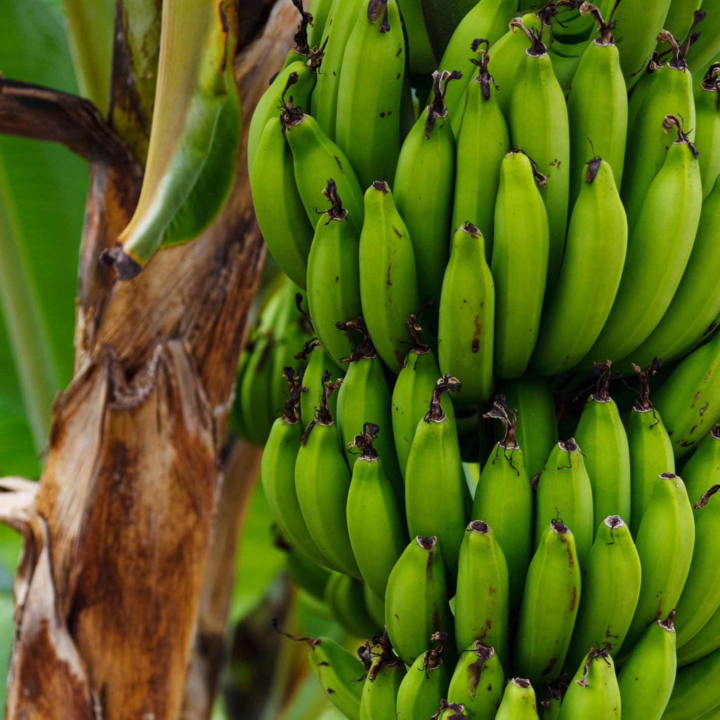 30Pcs Banana Plant Seeds
